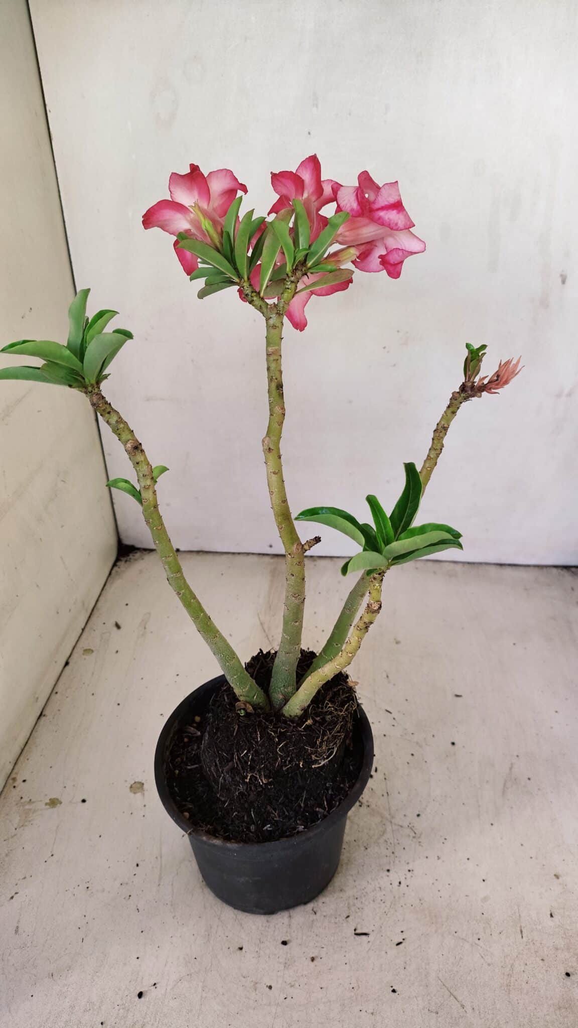 Planta Simples 3219 – 35cm – 03 anos - foto 5