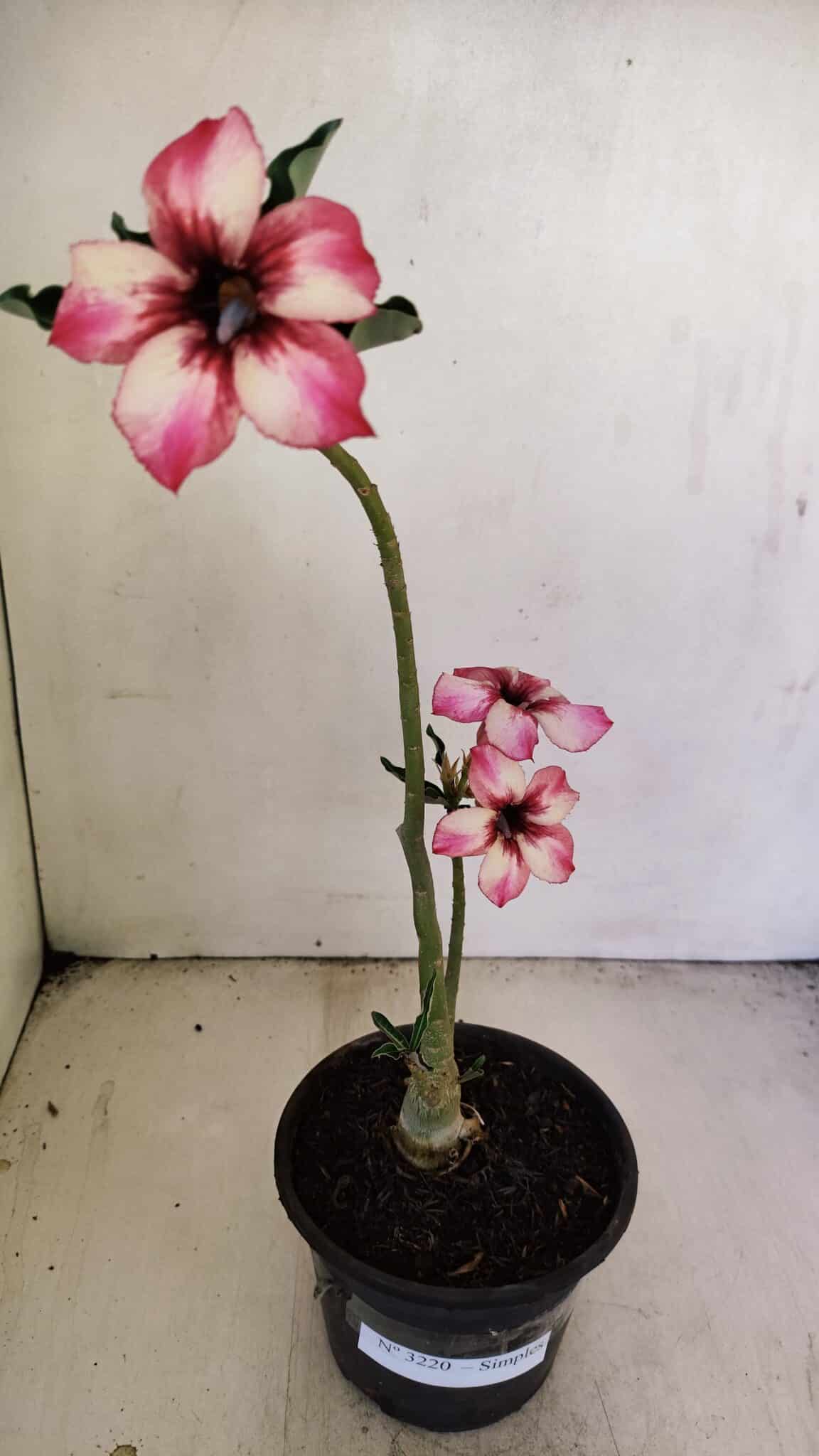 Planta Simples 3220 – 30cm – 02 anos - foto 2