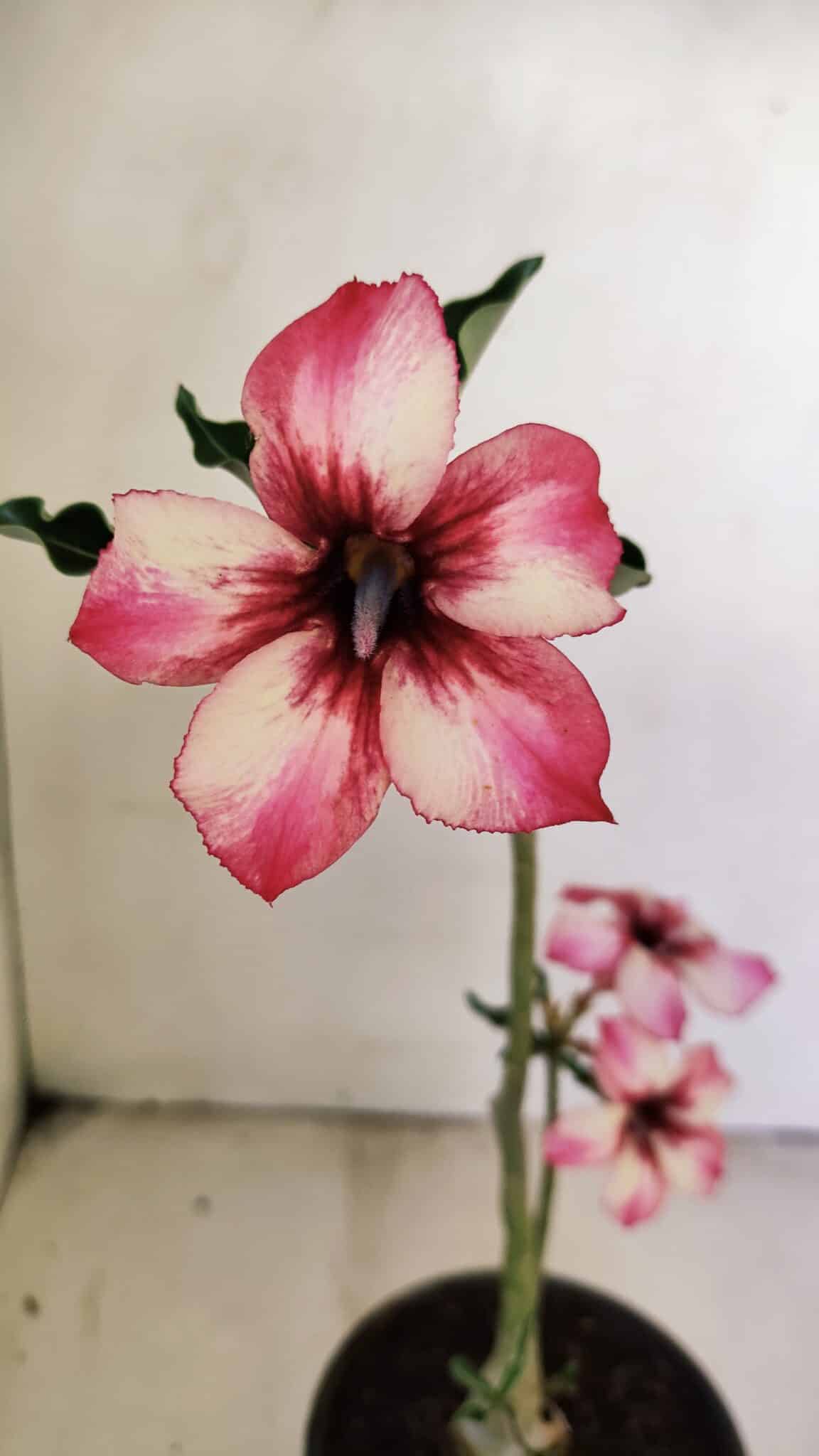 Planta Simples 3220 – 30cm – 02 anos - foto 3