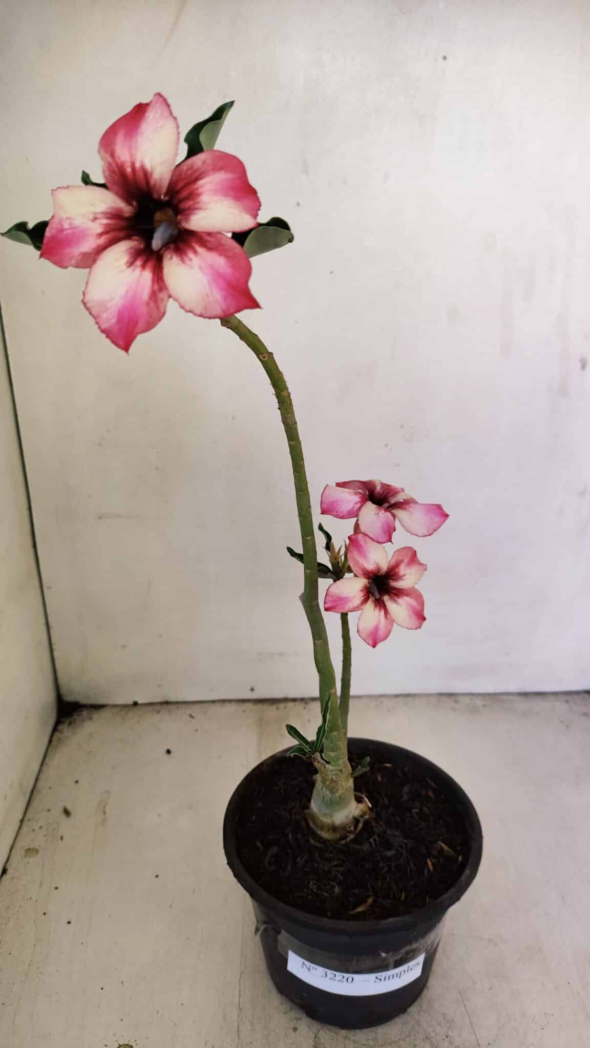 Planta Simples 3220 – 30cm – 02 anos - foto 8