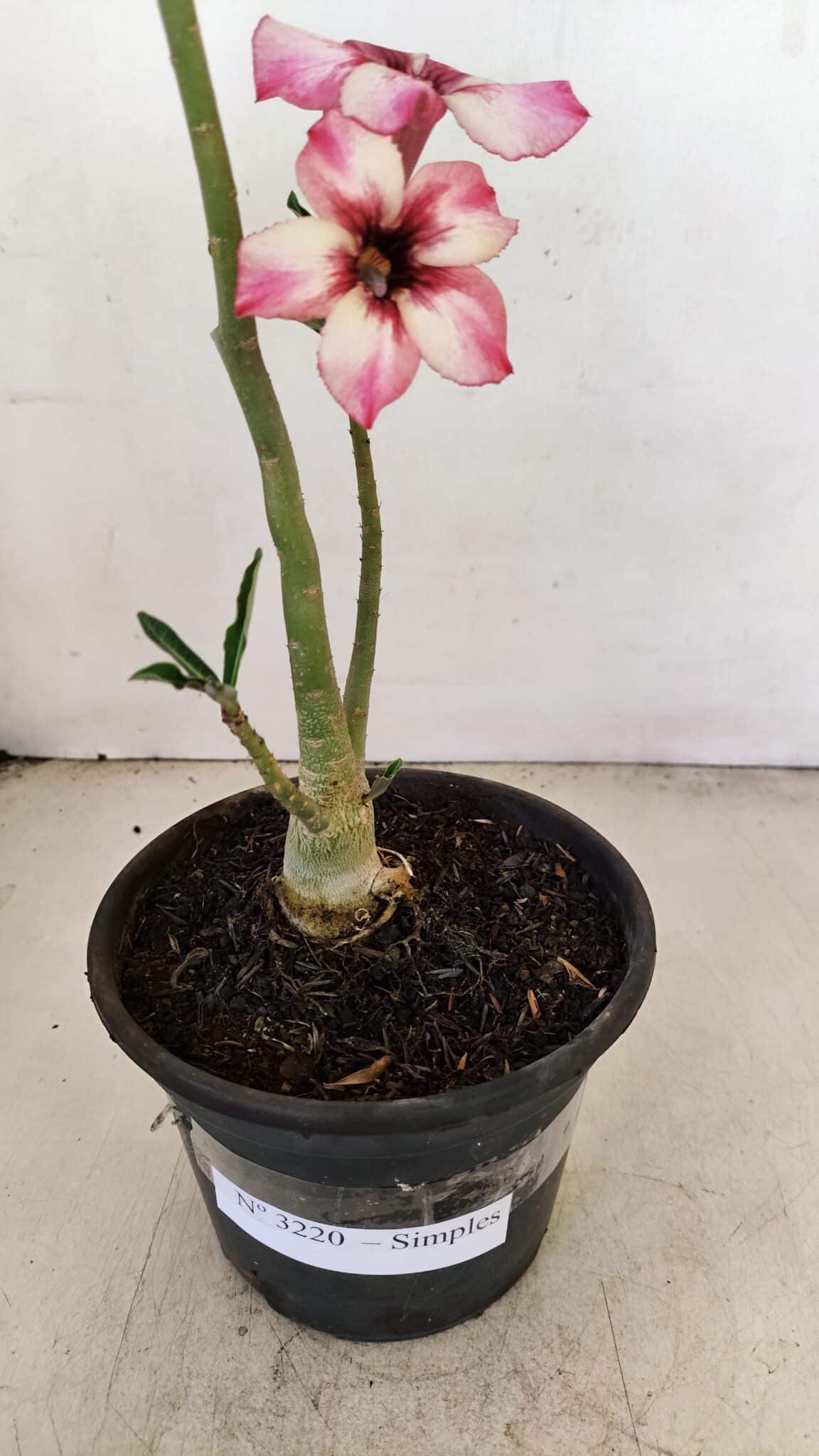 Planta Simples 3220 – 30cm – 02 anos - foto 7