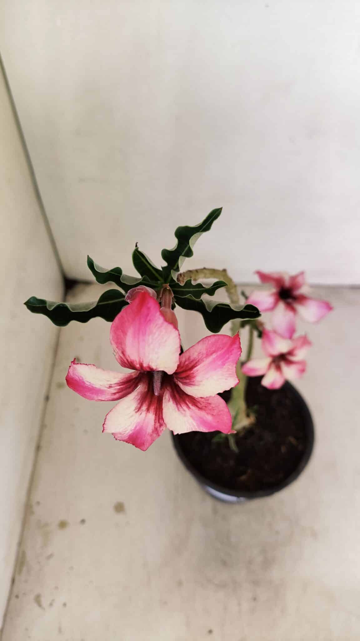 Planta Simples 3220 – 30cm – 02 anos - foto 4