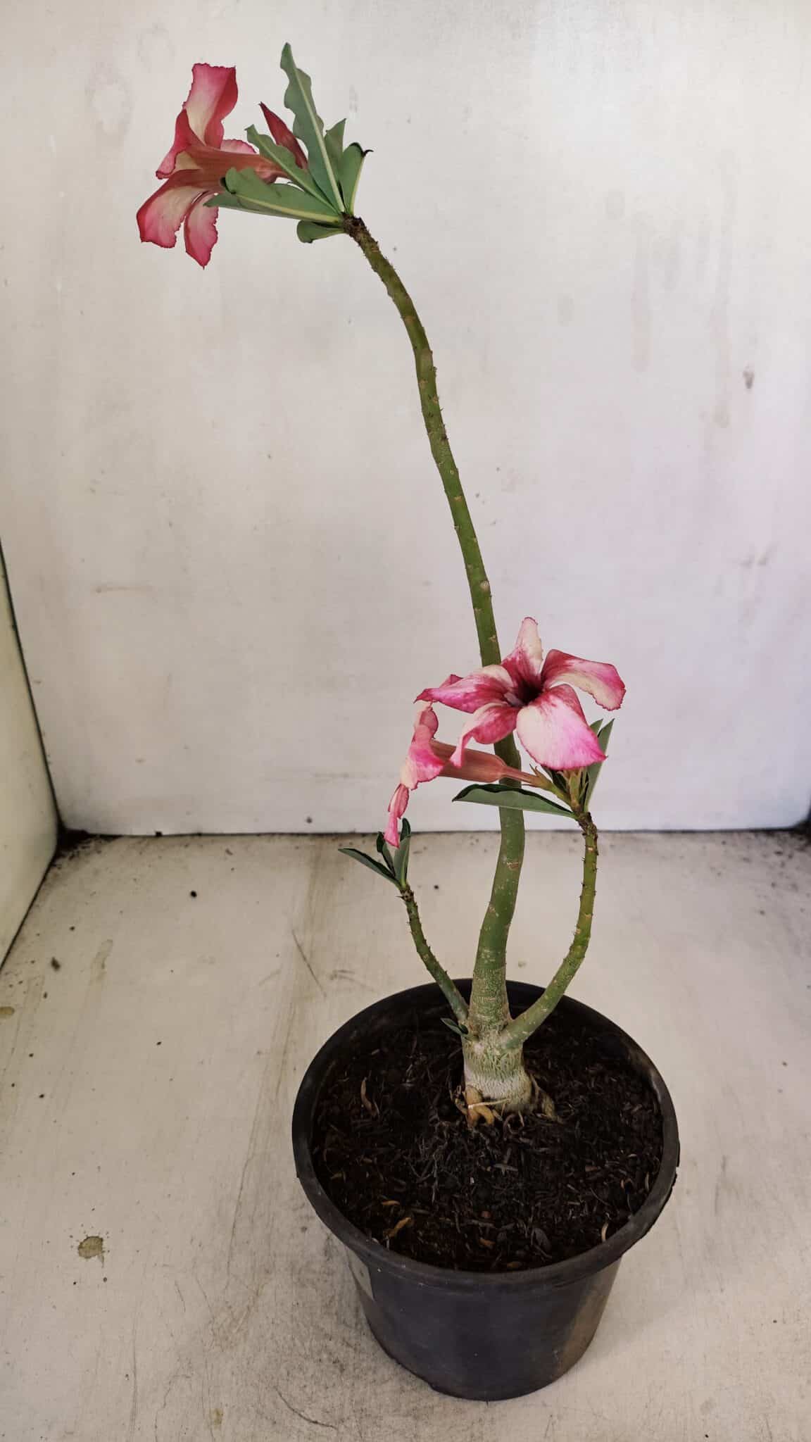 Planta Simples 3220 – 30cm – 02 anos - foto 6