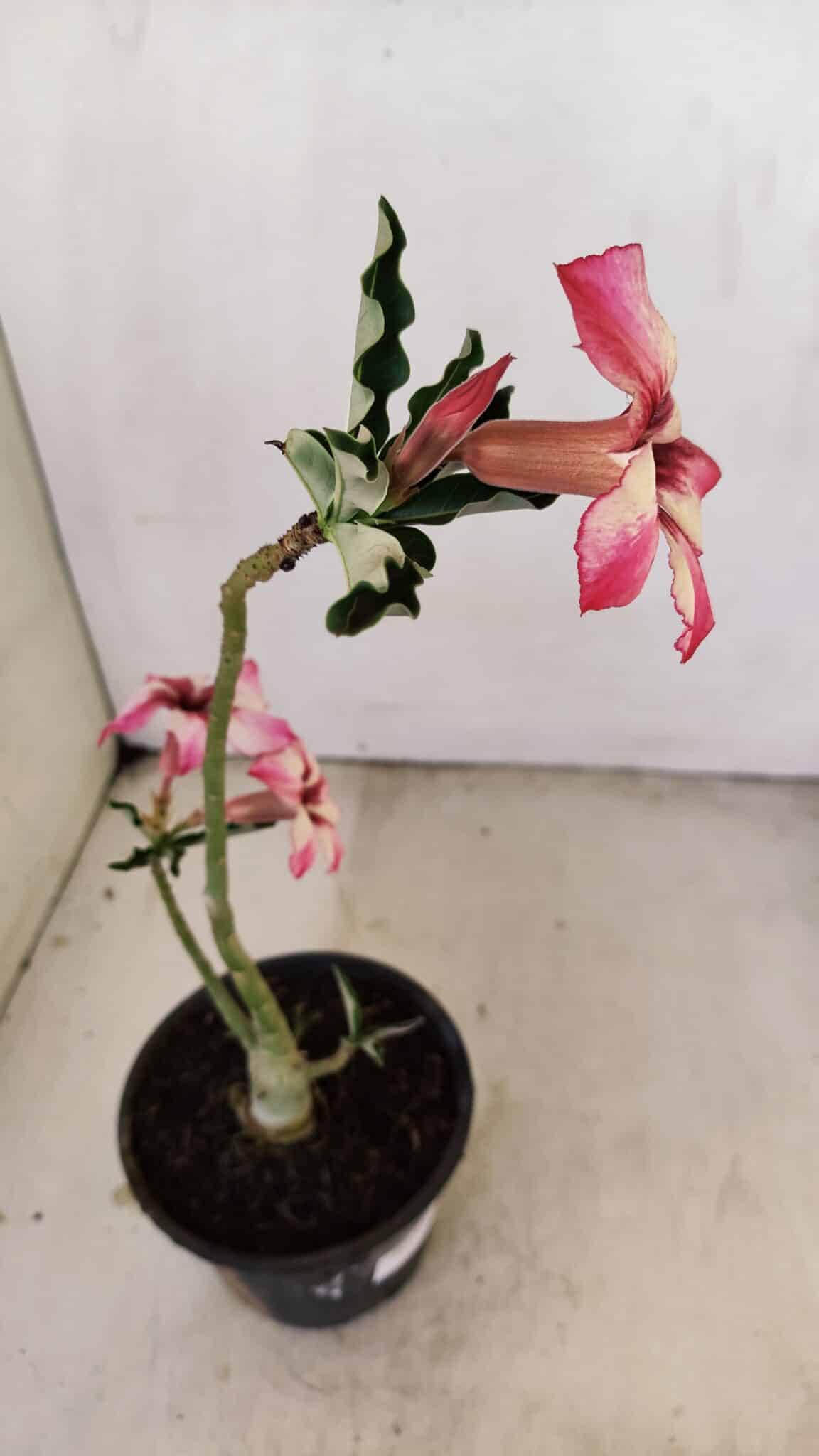 Planta Simples 3220 – 30cm – 02 anos - foto 5