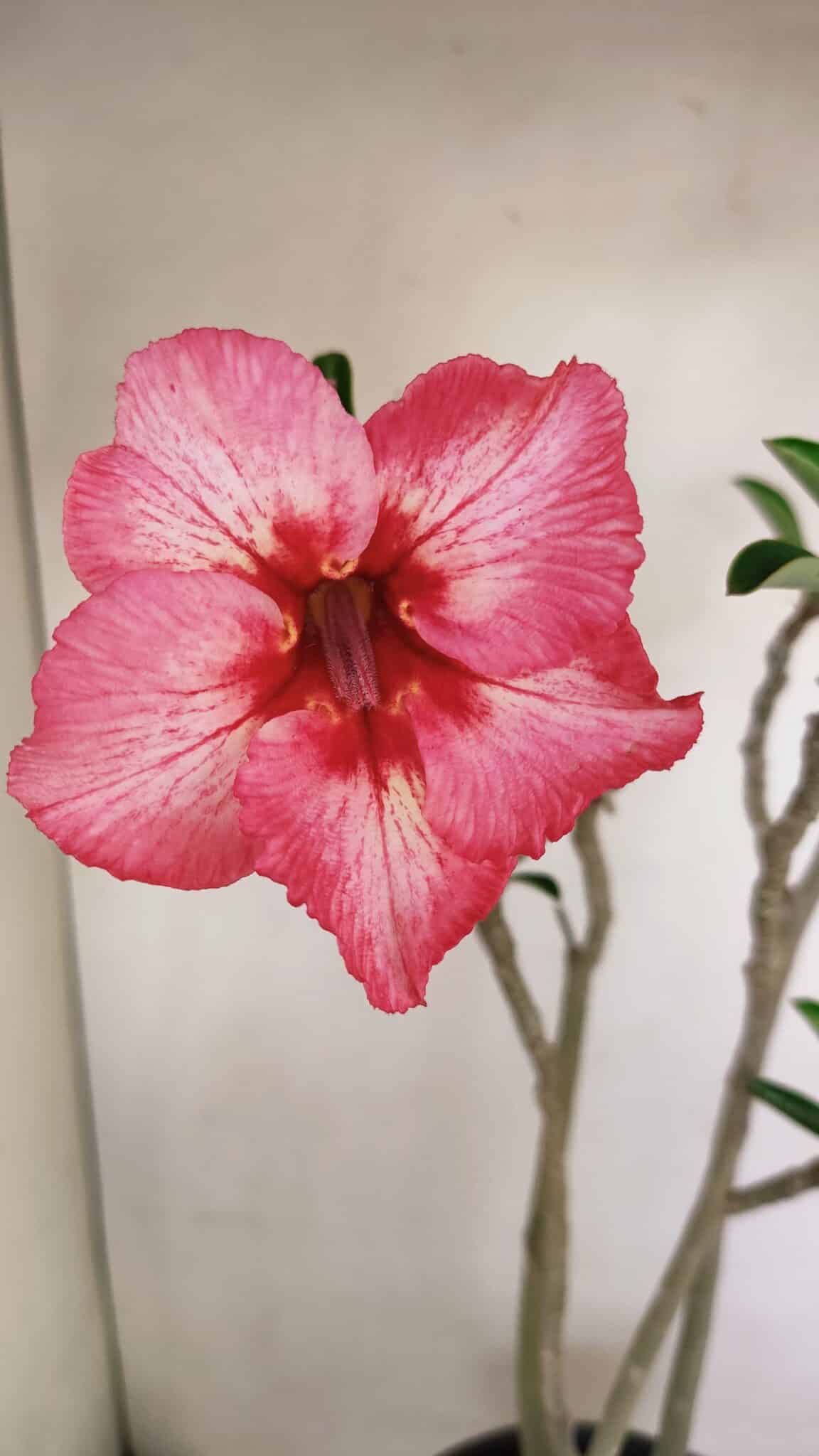 Planta Simples 3222 – 50cm – 03 anos - foto 3
