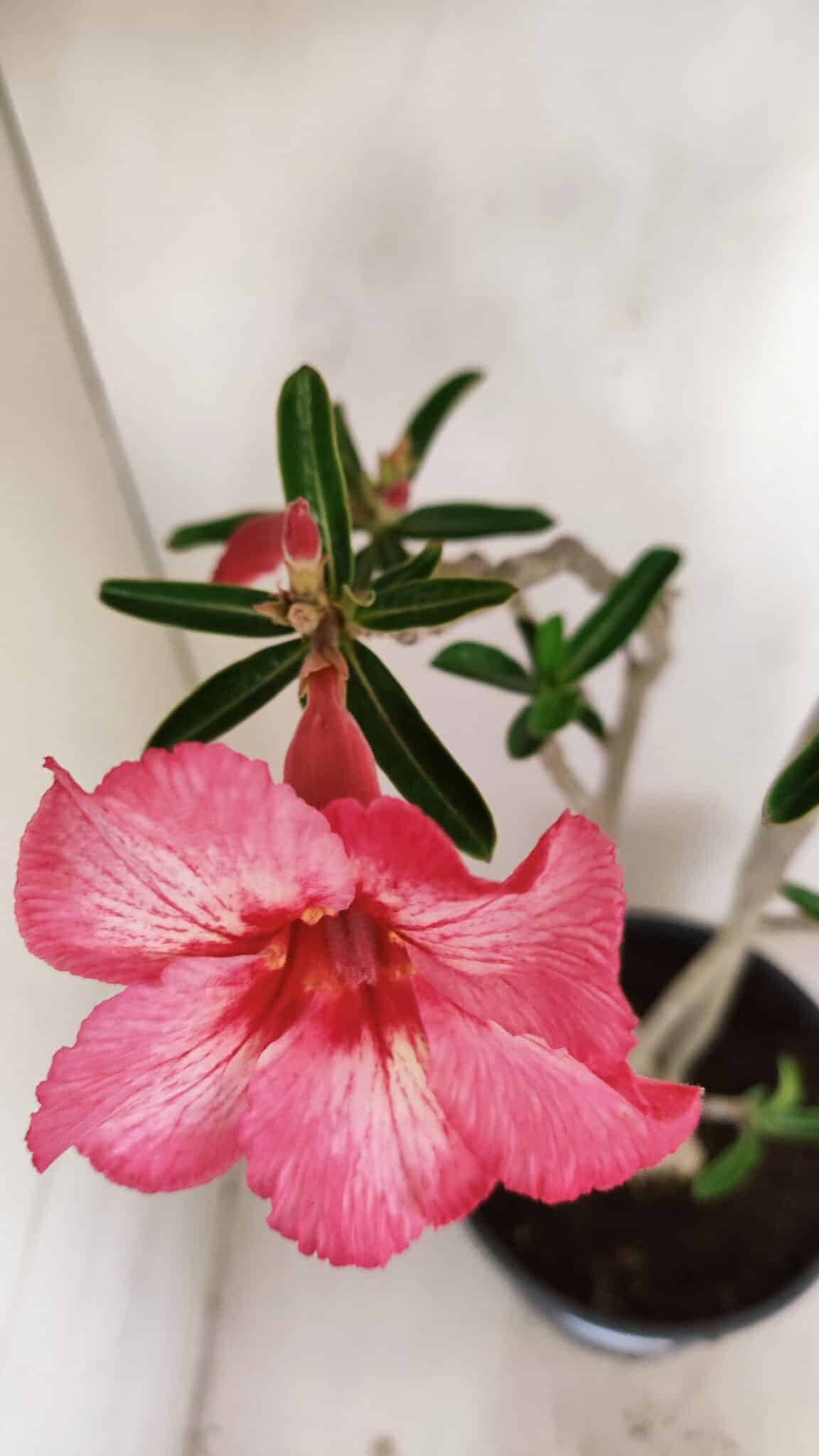 Planta Simples 3222 – 50cm – 03 anos - foto 4