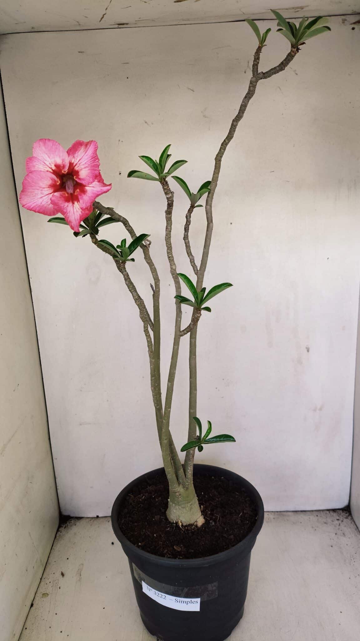 Planta Simples 3222 – 50cm – 03 anos - foto 2