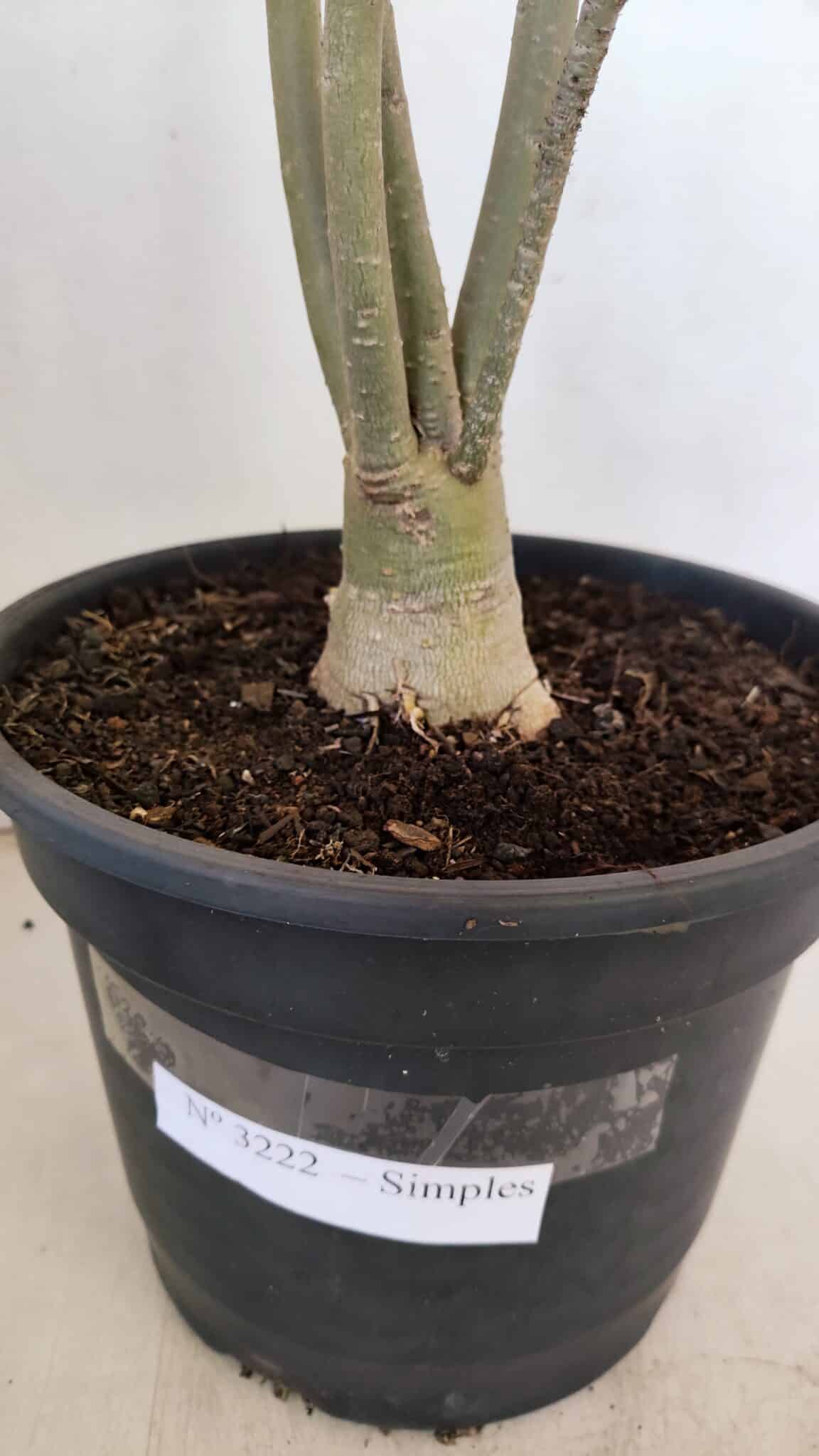 Planta Simples 3222 – 50cm – 03 anos - foto 7