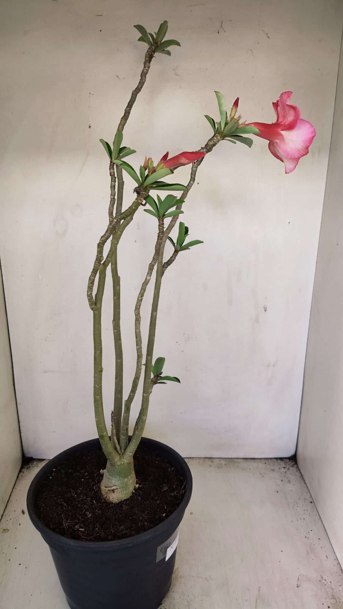 Planta Simples 3222 – 50cm – 03 anos - foto 6