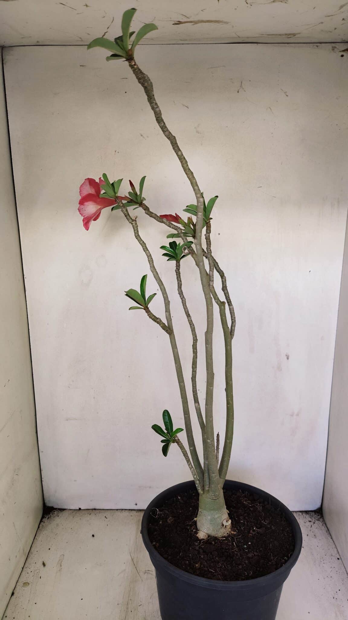 Planta Simples 3222 – 50cm – 03 anos - foto 5
