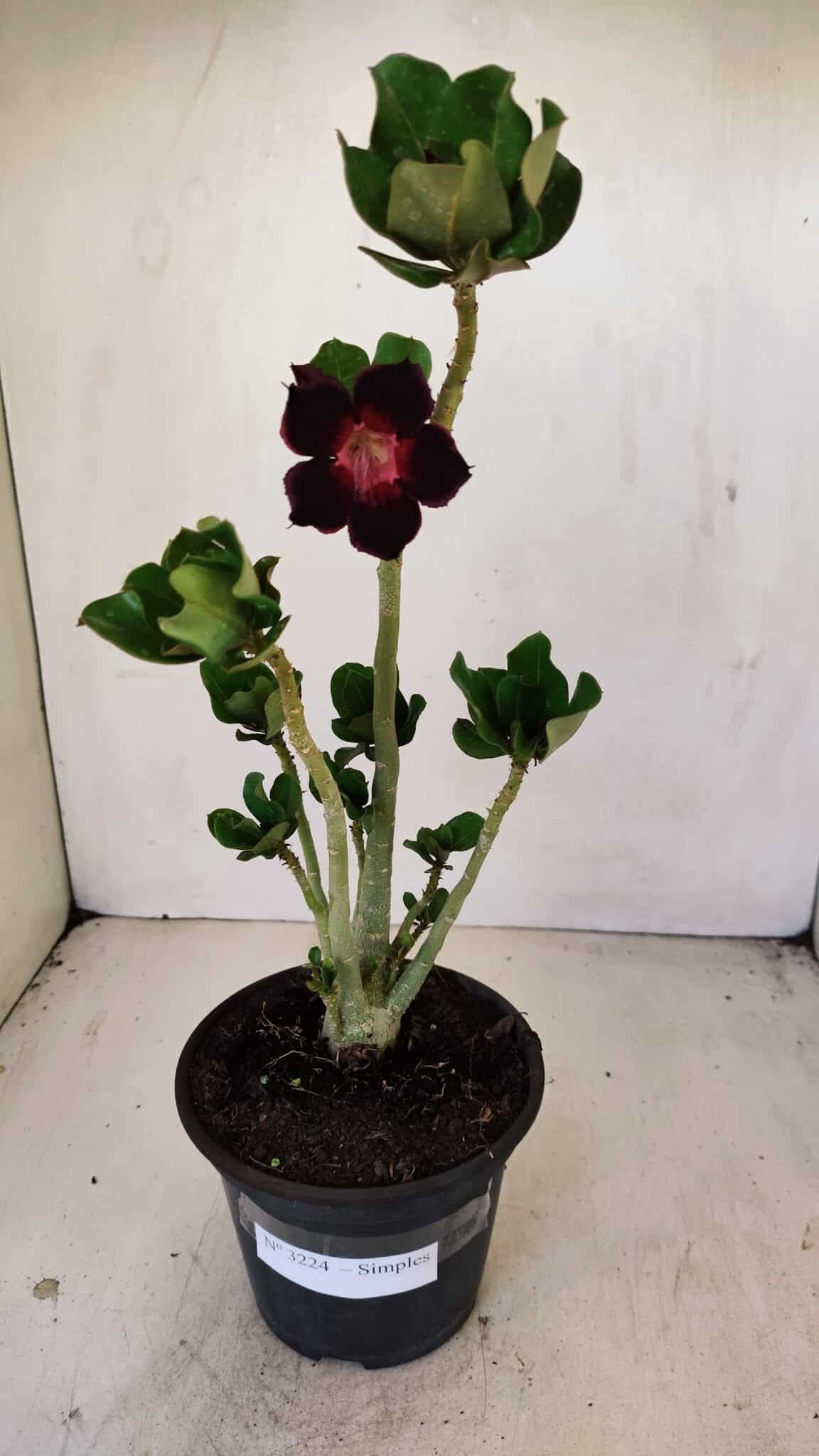 Planta Simples 3224 – 30cm – 02 anos - foto 2