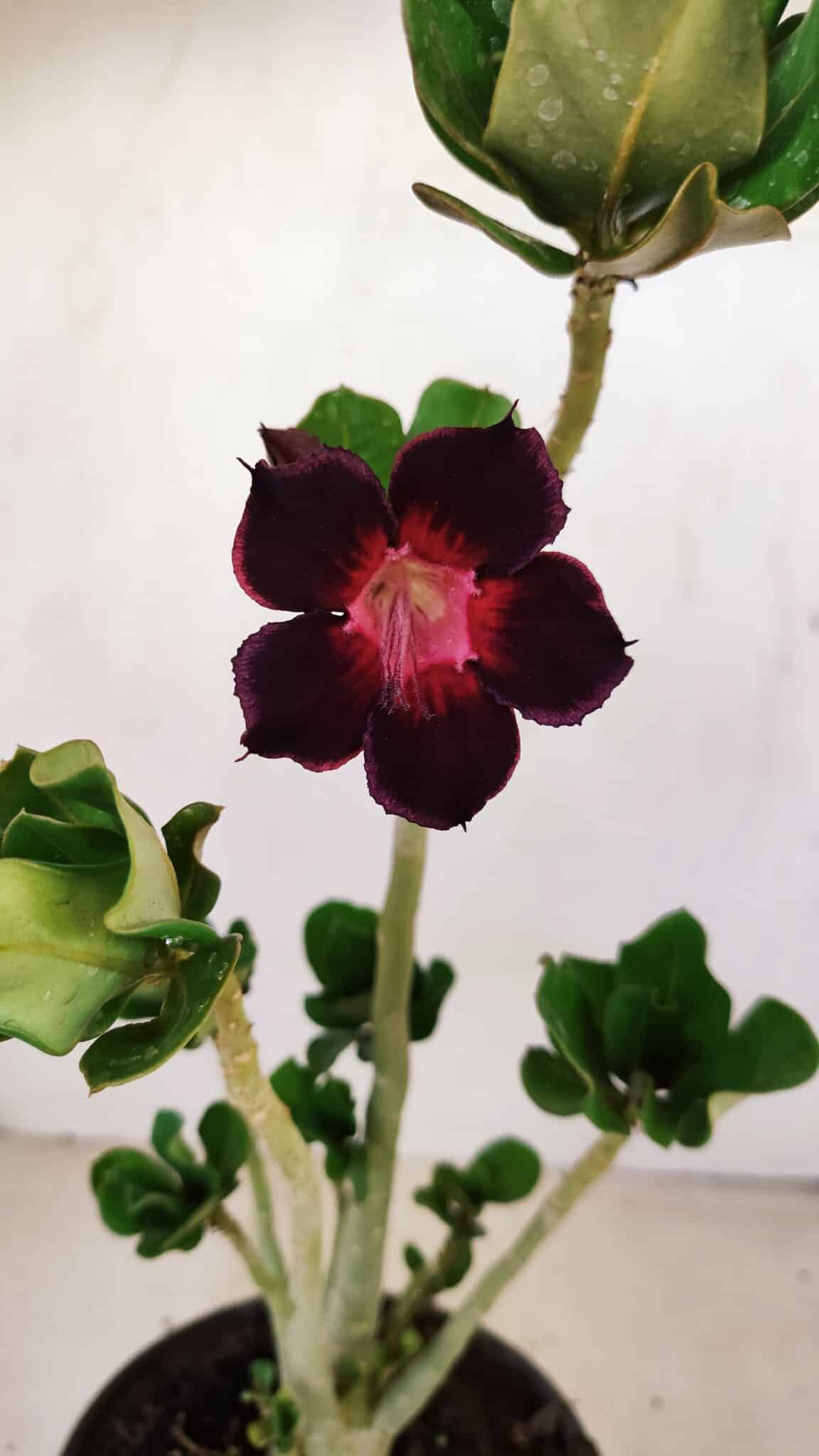 Planta Simples 3224 – 30cm – 02 anos - foto 3
