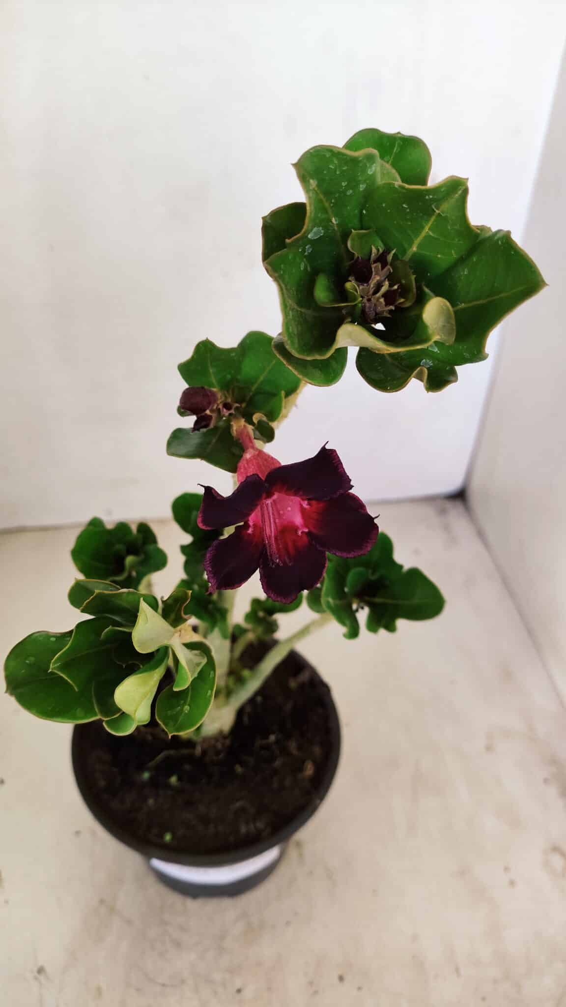 Planta Simples 3224 – 30cm – 02 anos - foto 4