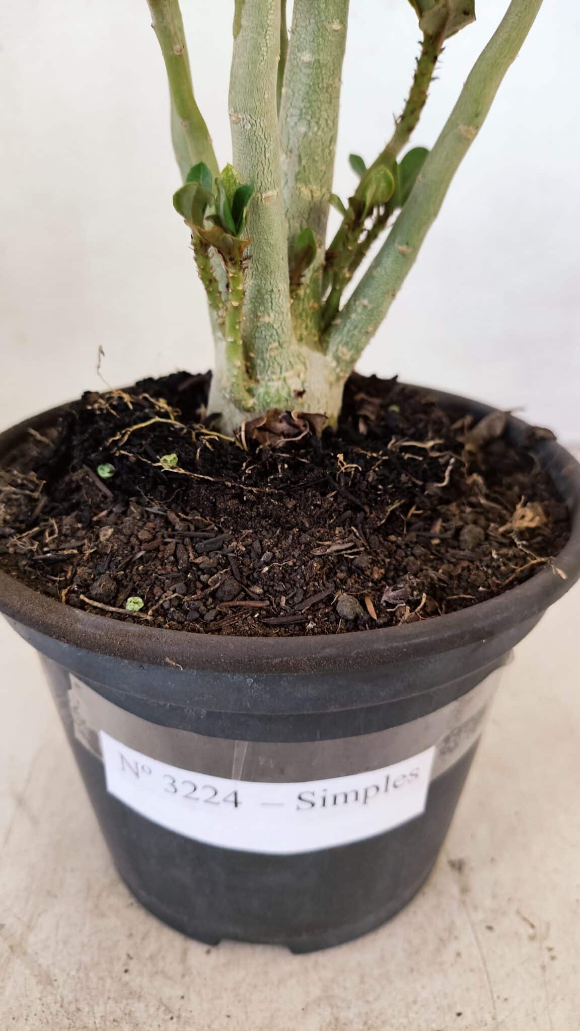 Planta Simples 3224 – 30cm – 02 anos - foto 7