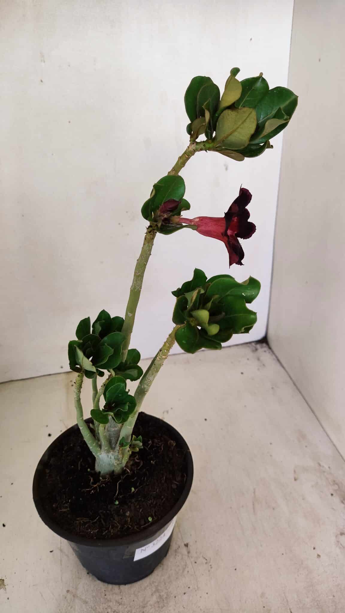 Planta Simples 3224 – 30cm – 02 anos - foto 6