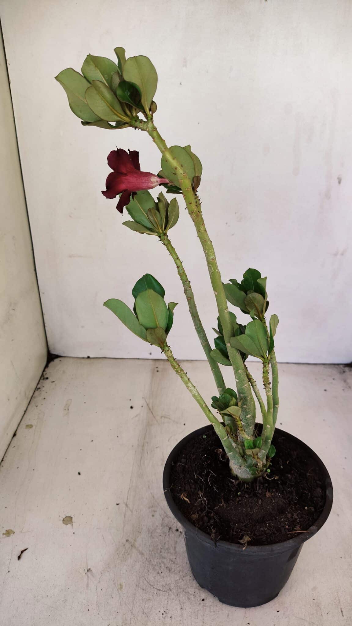 Planta Simples 3224 – 30cm – 02 anos - foto 5