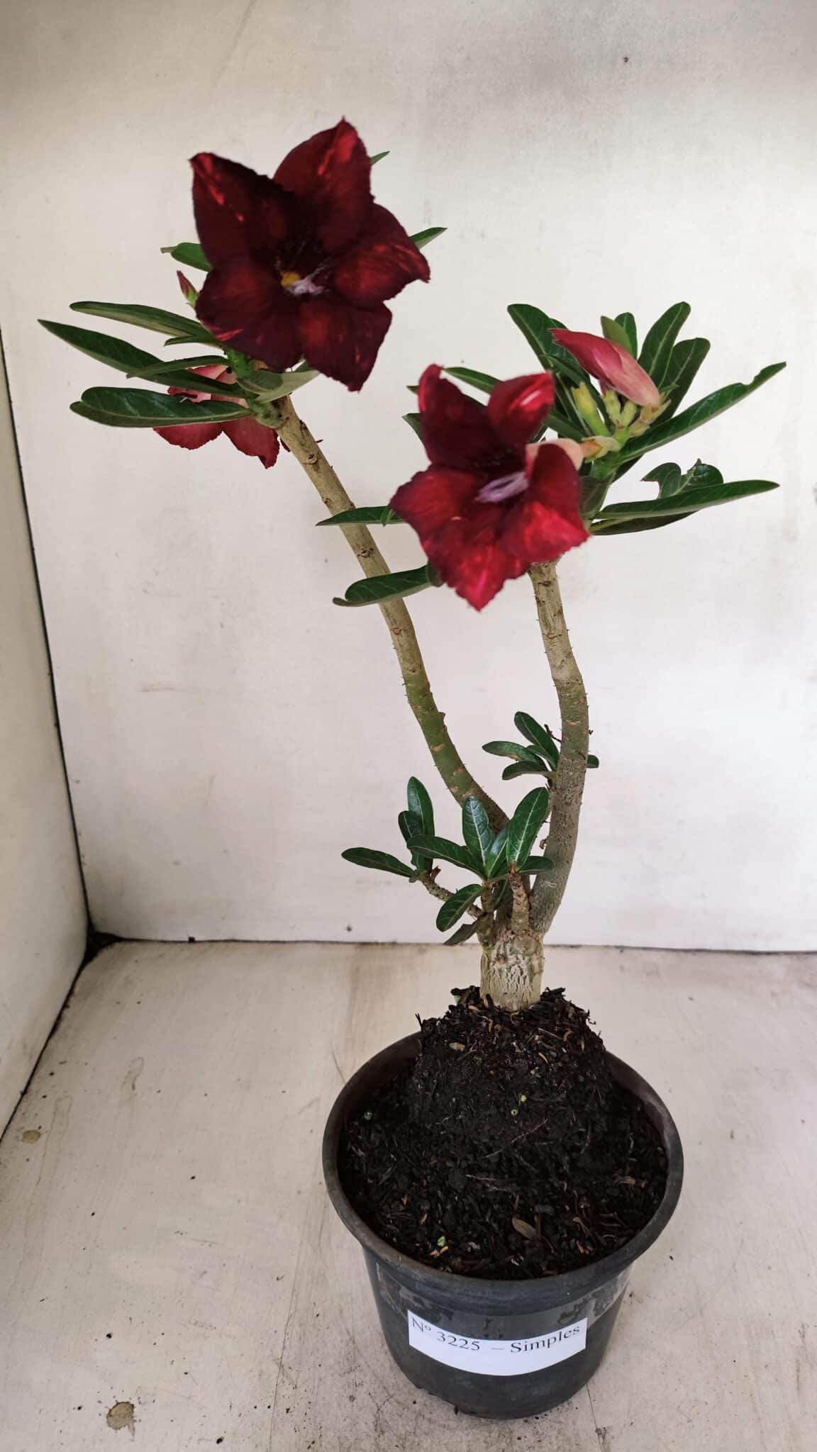 Planta Simples 3225 – 35cm – 03 anos - foto 2