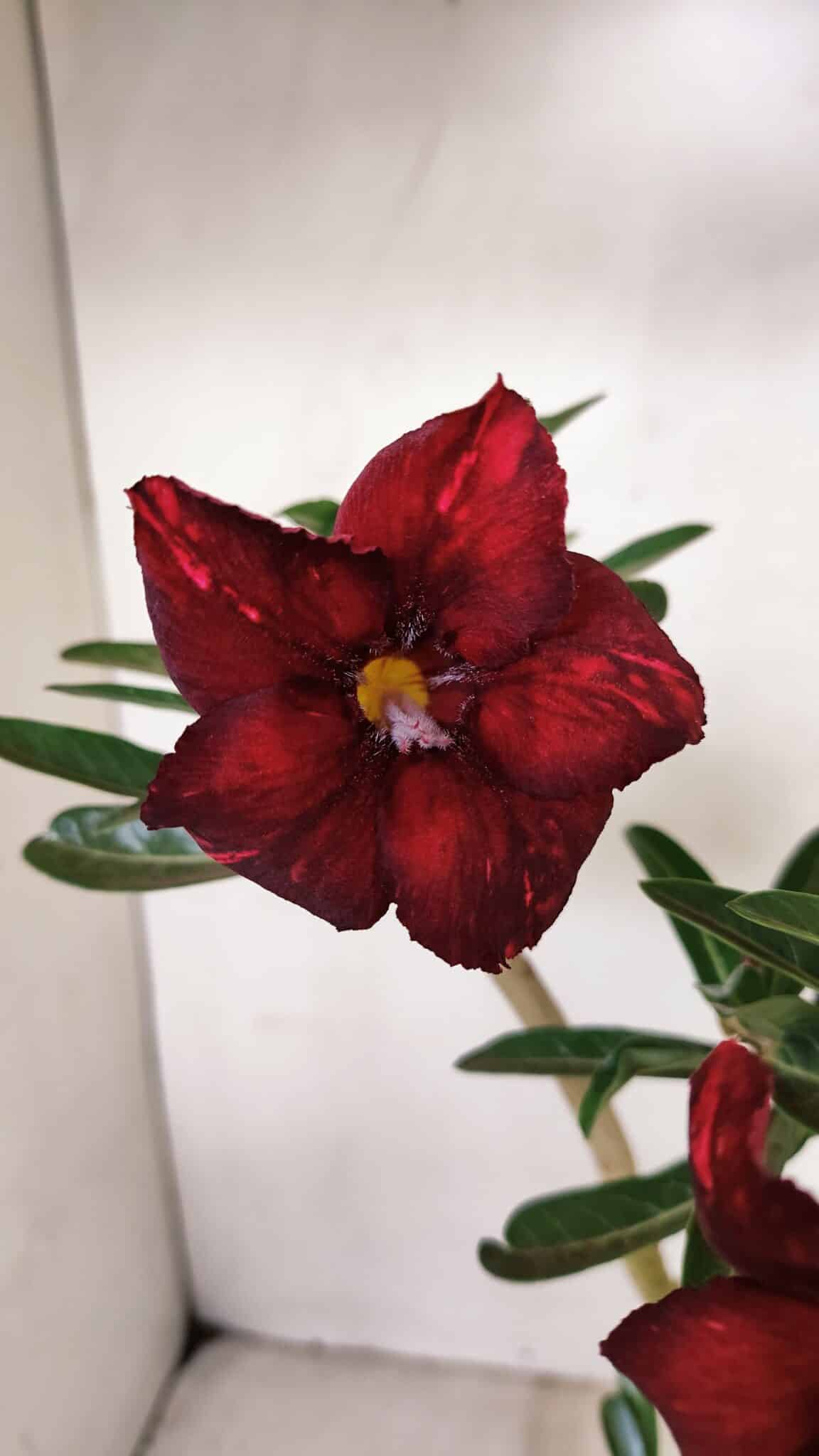 Planta Simples 3225 – 35cm – 03 anos - foto 4