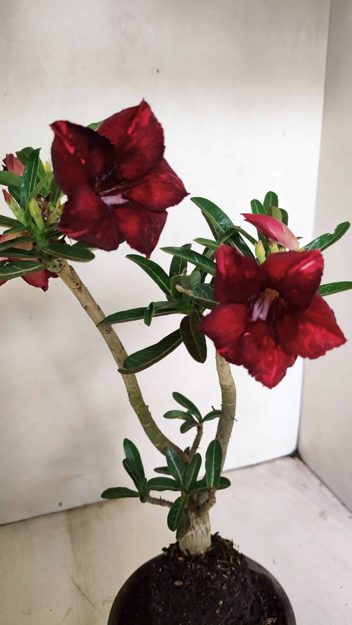 Planta Simples 3225 – 35cm – 03 anos - foto 3