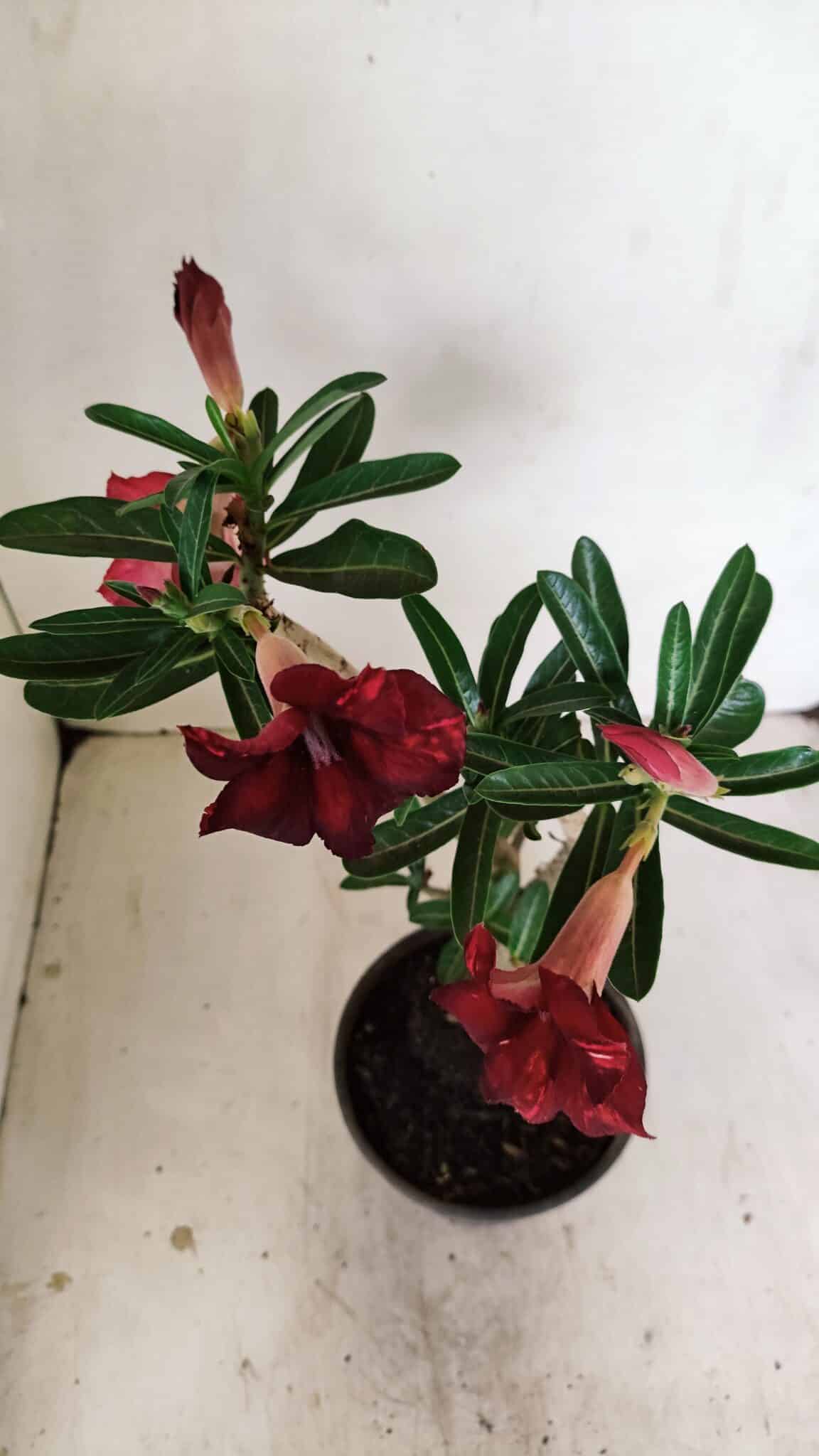 Planta Simples 3225 – 35cm – 03 anos - foto 9