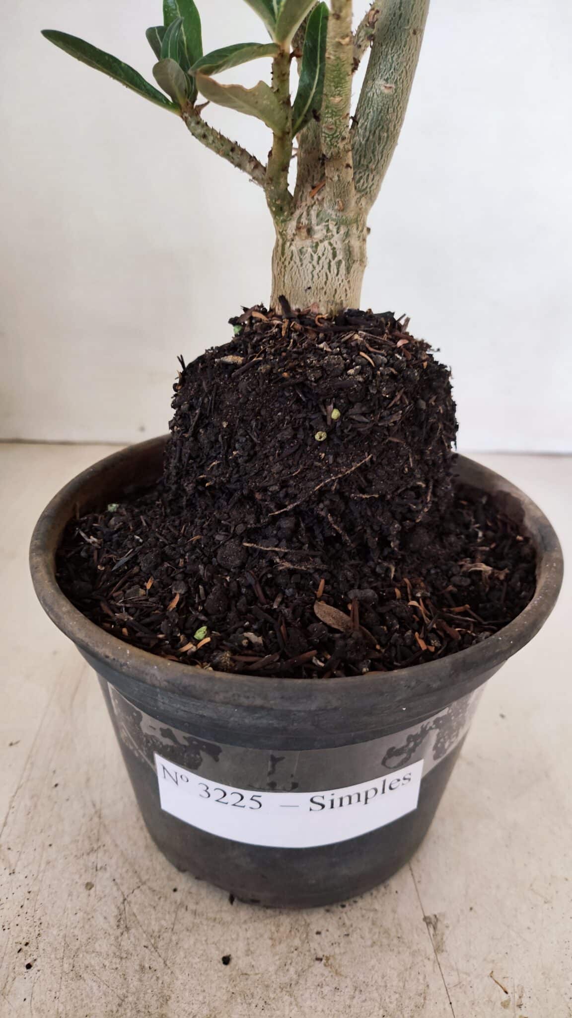Planta Simples 3225 – 35cm – 03 anos - foto 8