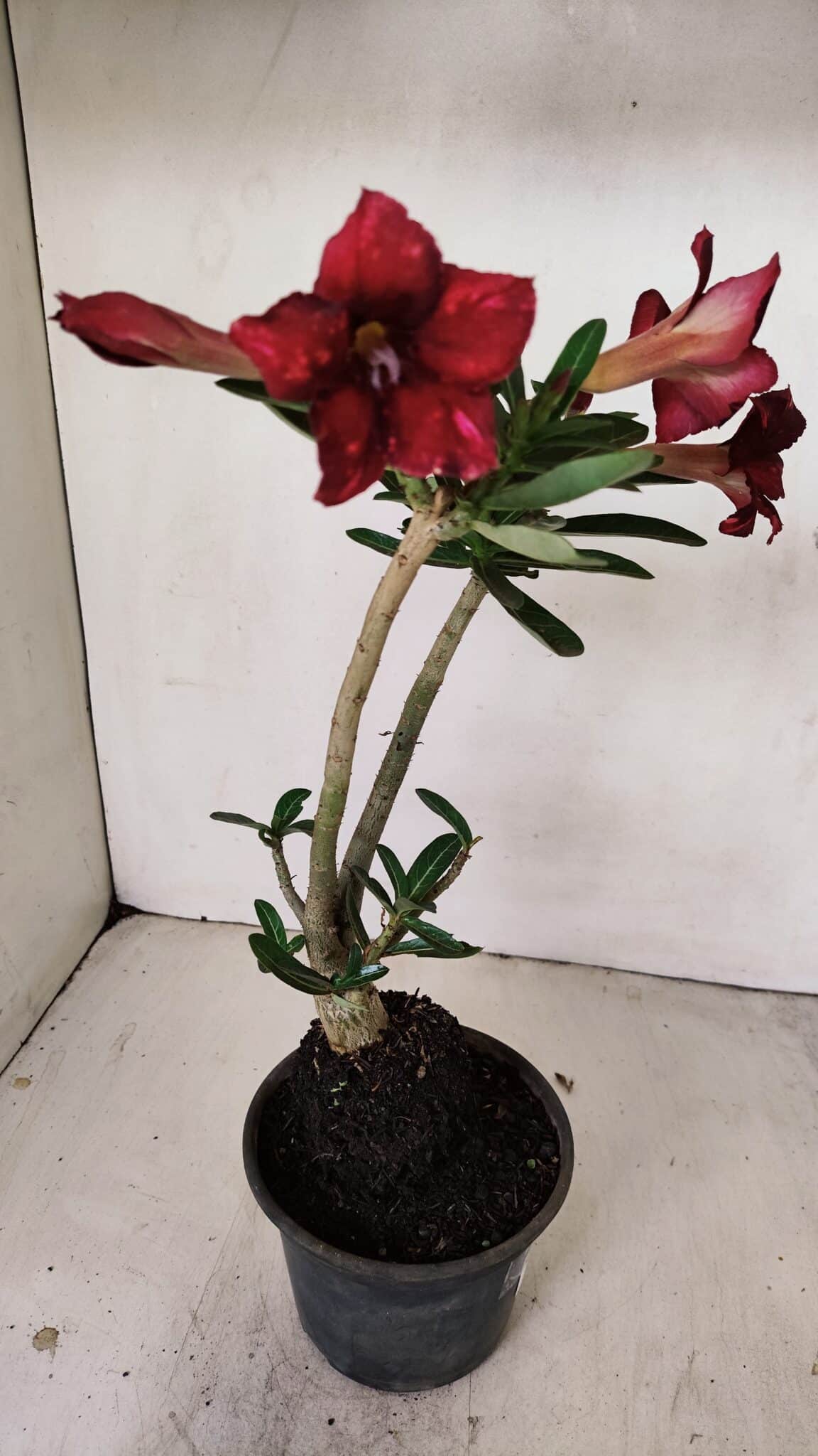 Planta Simples 3225 – 35cm – 03 anos - foto 7