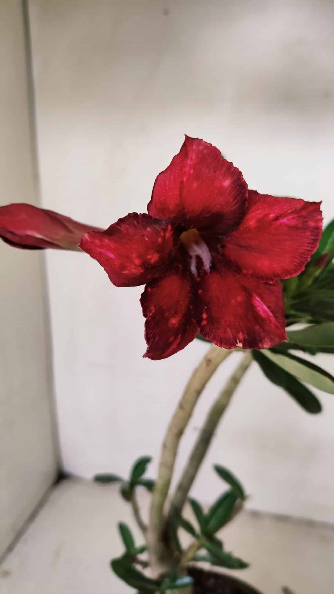 Planta Simples 3225 – 35cm – 03 anos - foto 5
