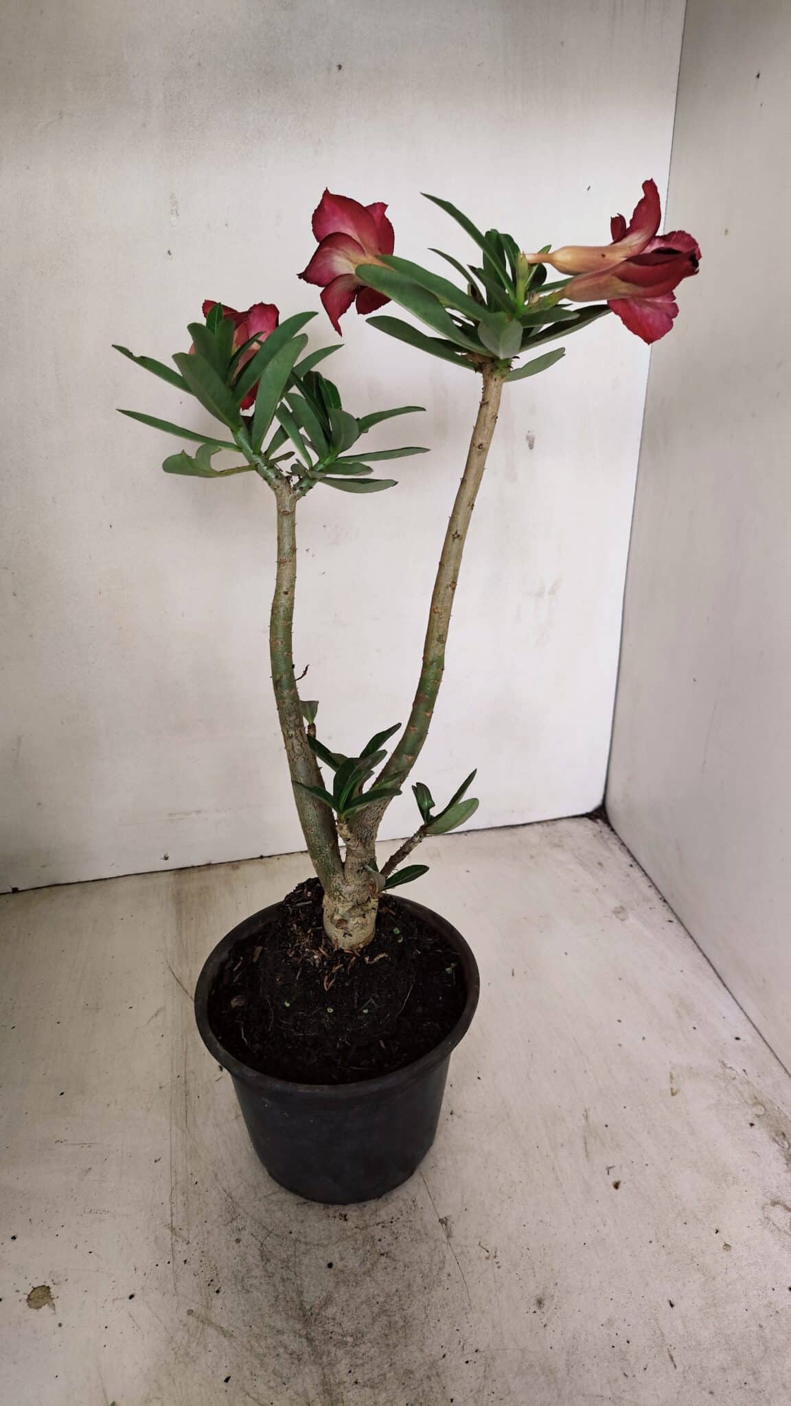 Planta Simples 3225 – 35cm – 03 anos - foto 6