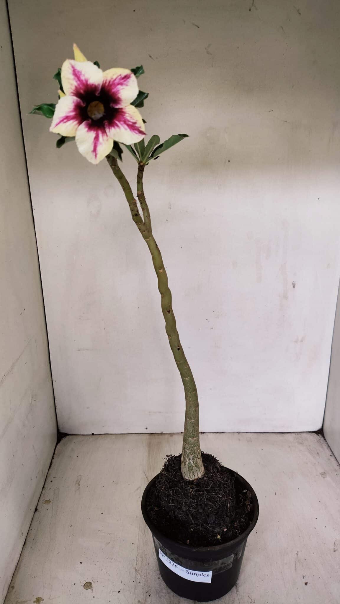 Planta Simples 3226 – 35cm – 03 anos - foto 2