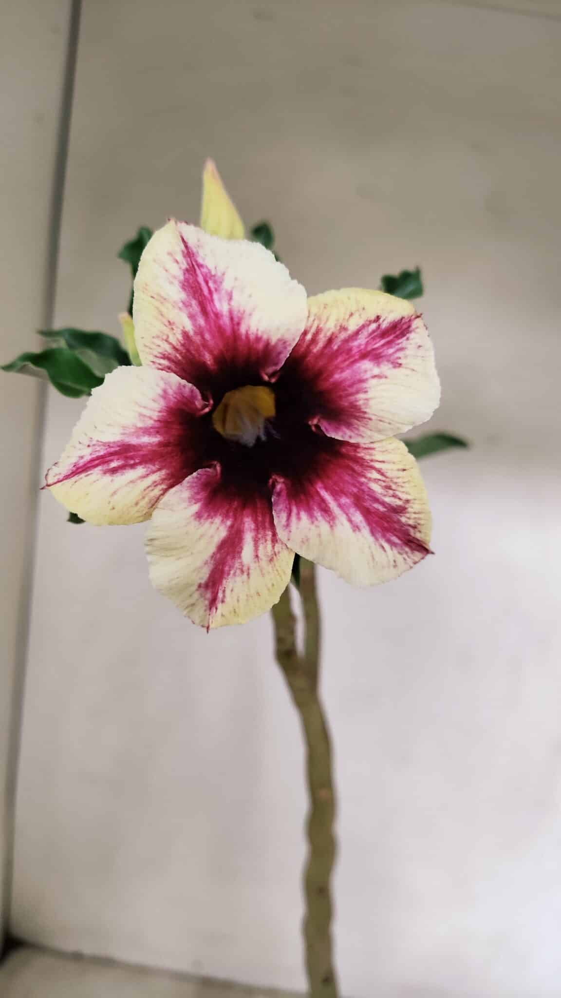 Planta Simples 3226 – 35cm – 03 anos - foto 3