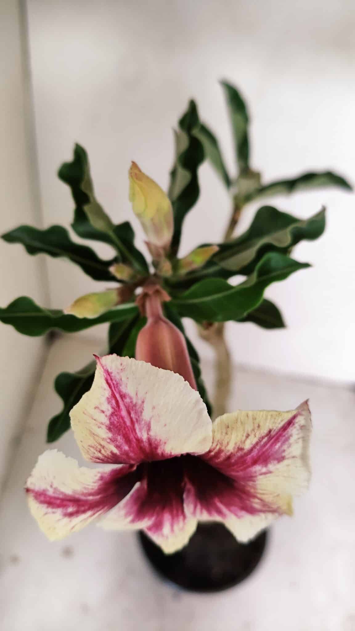 Planta Simples 3226 – 35cm – 03 anos - foto 4