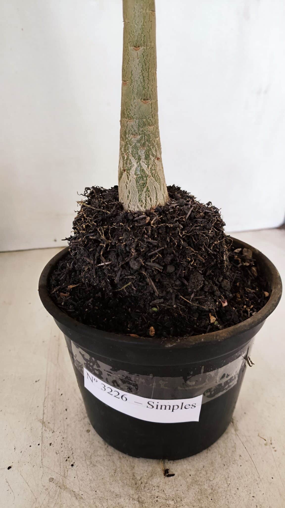 Planta Simples 3226 – 35cm – 03 anos - foto 6