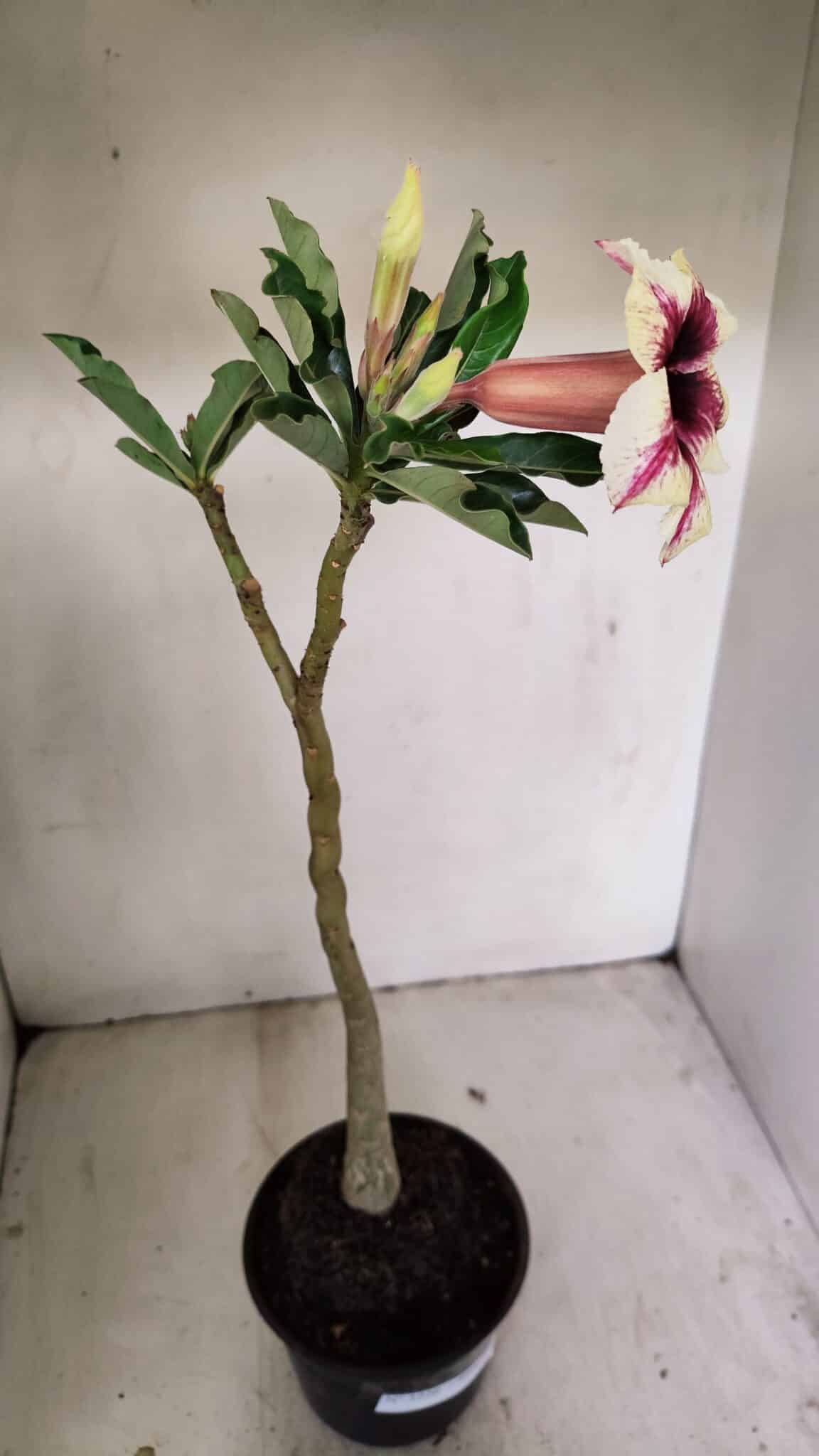 Planta Simples 3226 – 35cm – 03 anos - foto 5