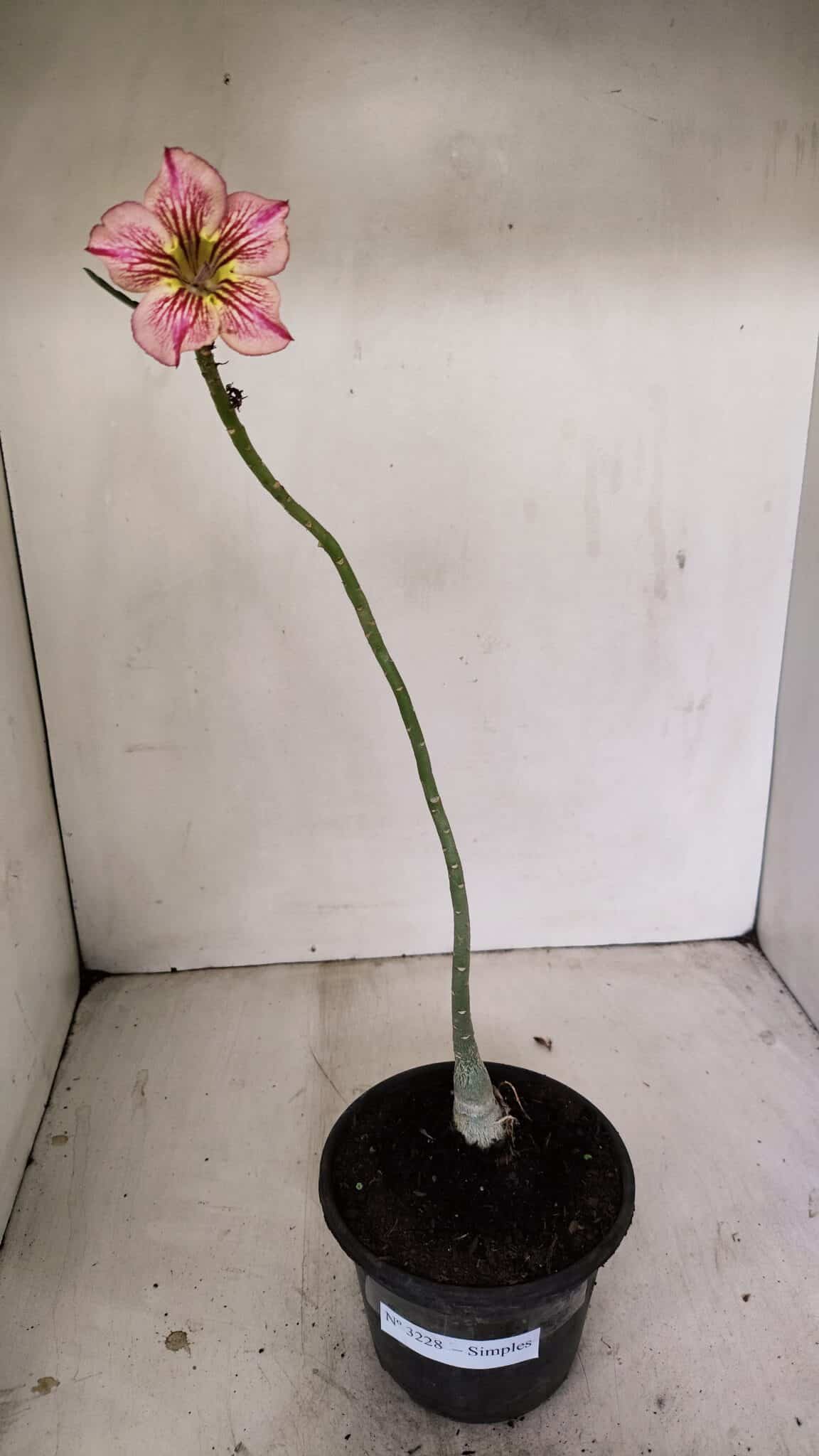 Planta Simples 3228 – 30cm – 01 ano - foto 2