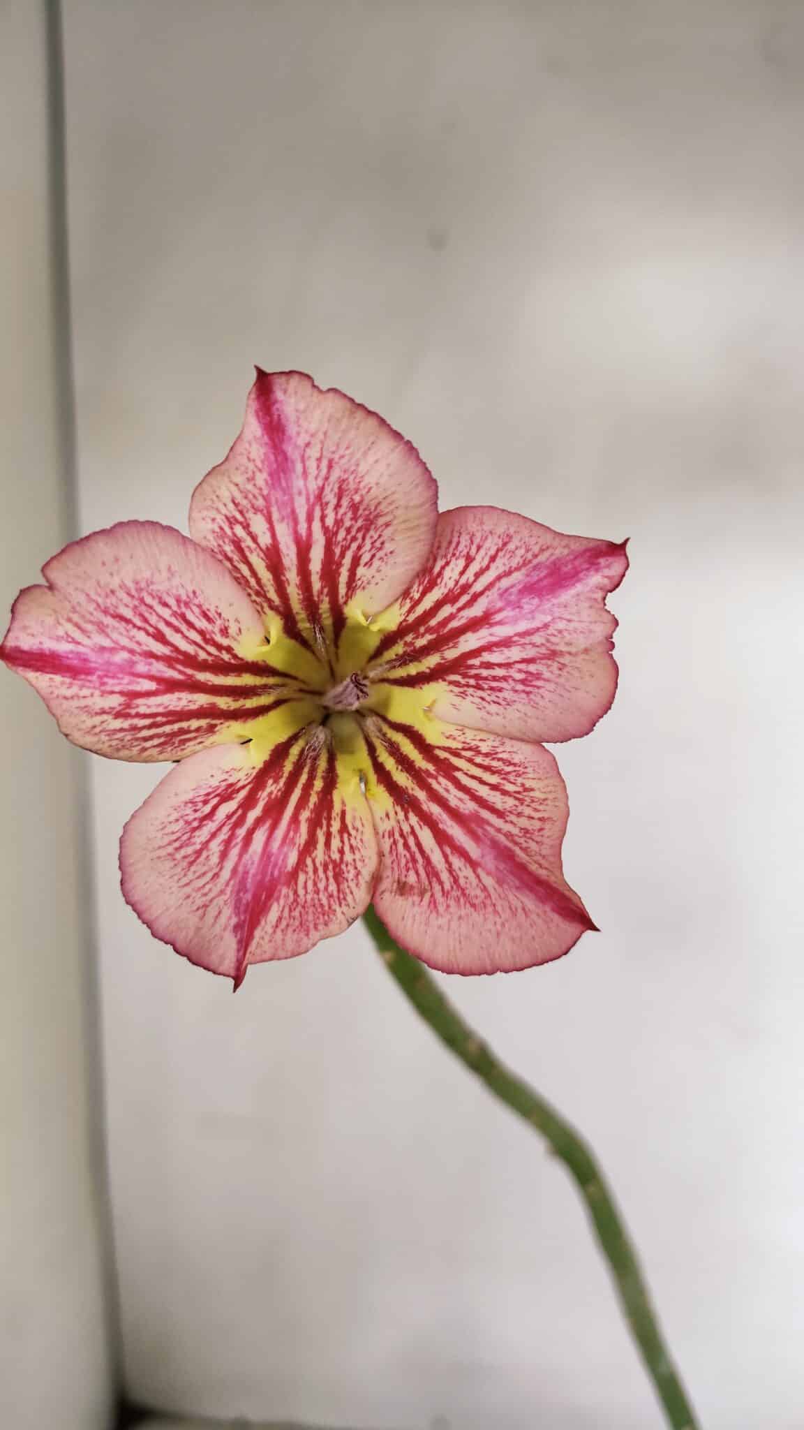 Planta Simples 3228 – 30cm – 01 ano - foto 3
