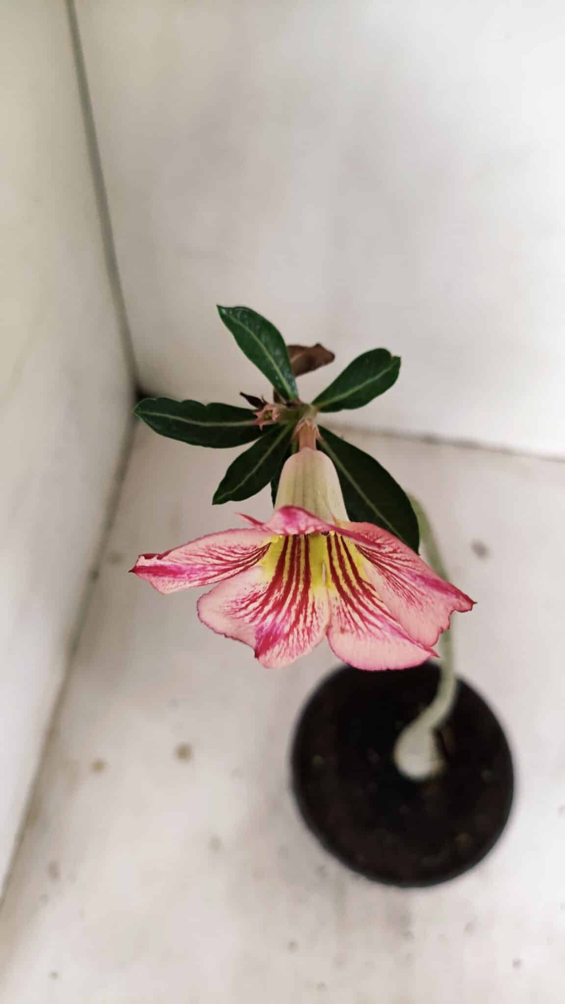 Planta Simples 3228 – 30cm – 01 ano - foto 4