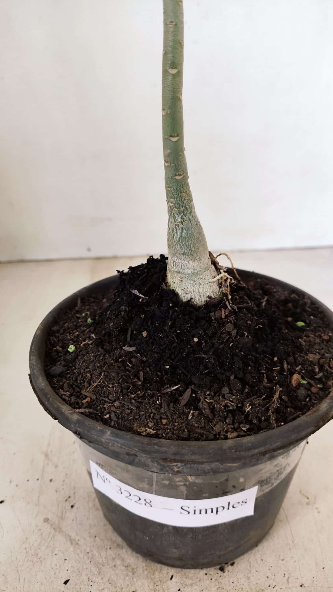 Planta Simples 3228 – 30cm – 01 ano - foto 6