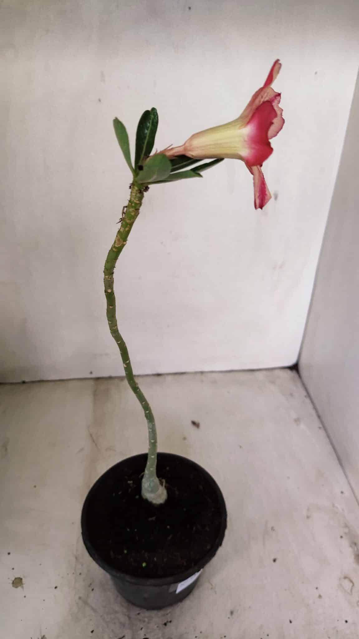 Planta Simples 3228 – 30cm – 01 ano - foto 5