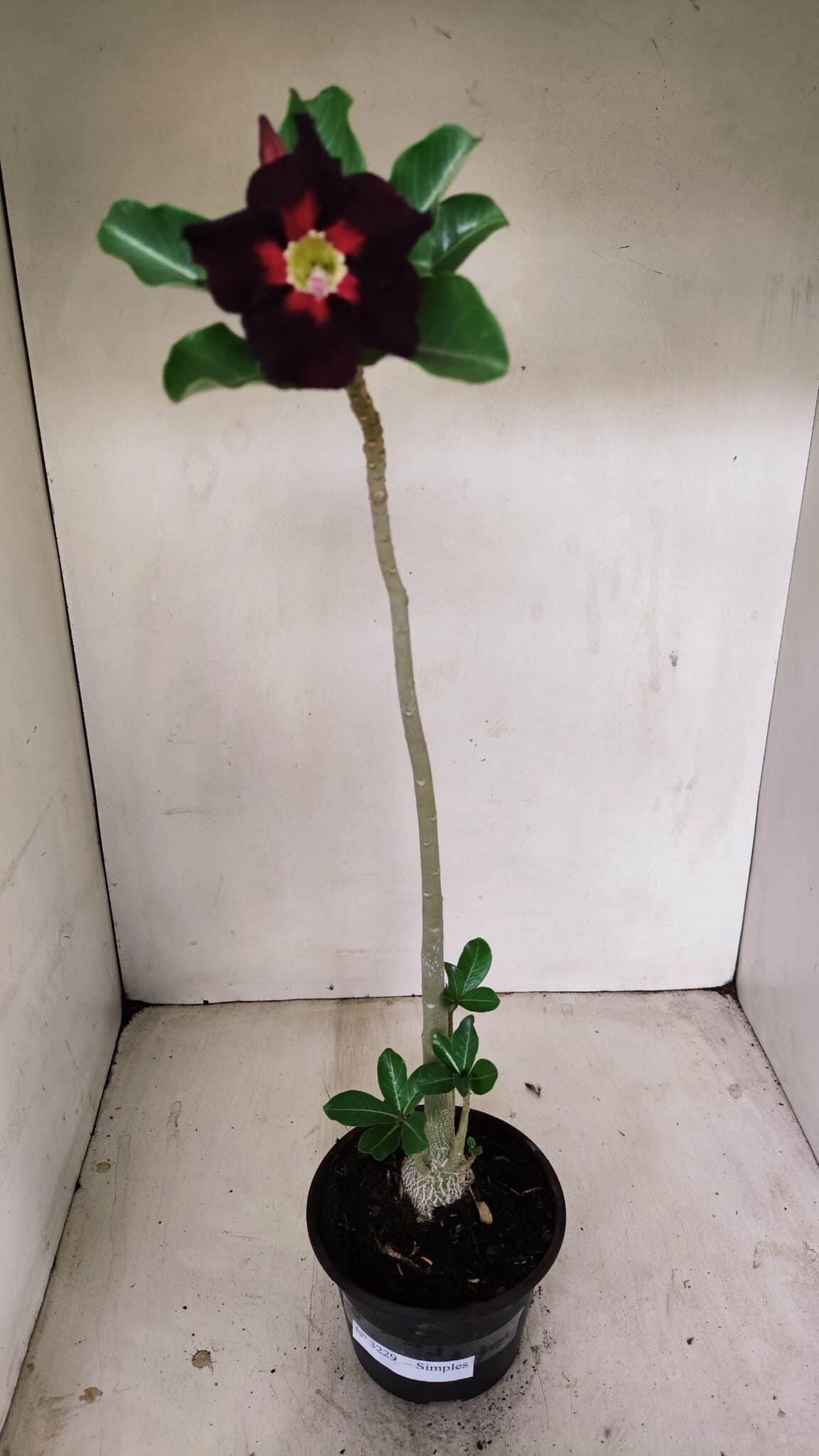 Planta Simples 3229 – 35cm – 03 anos - foto 2