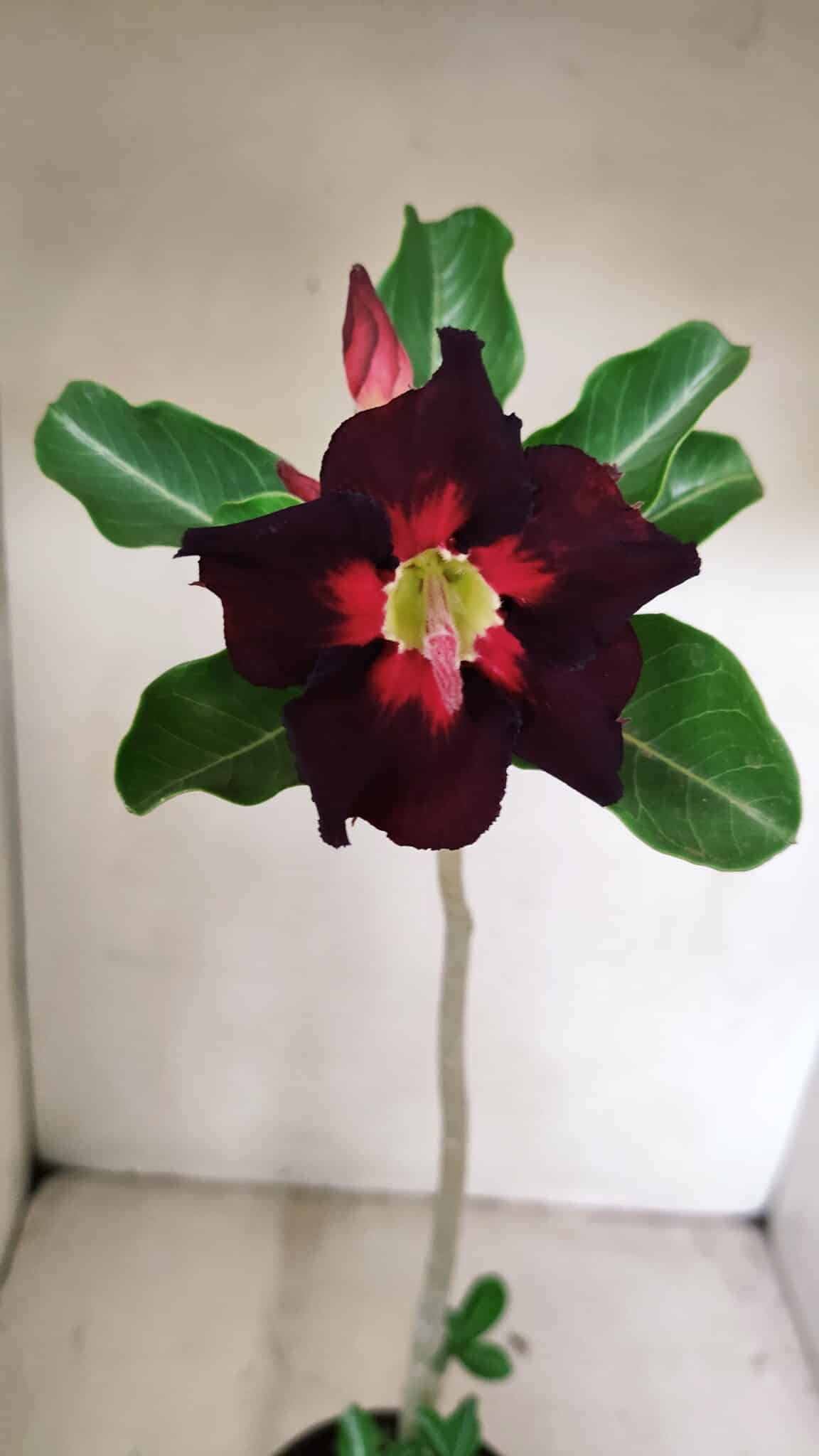 Planta Simples 3229 – 35cm – 03 anos - foto 3