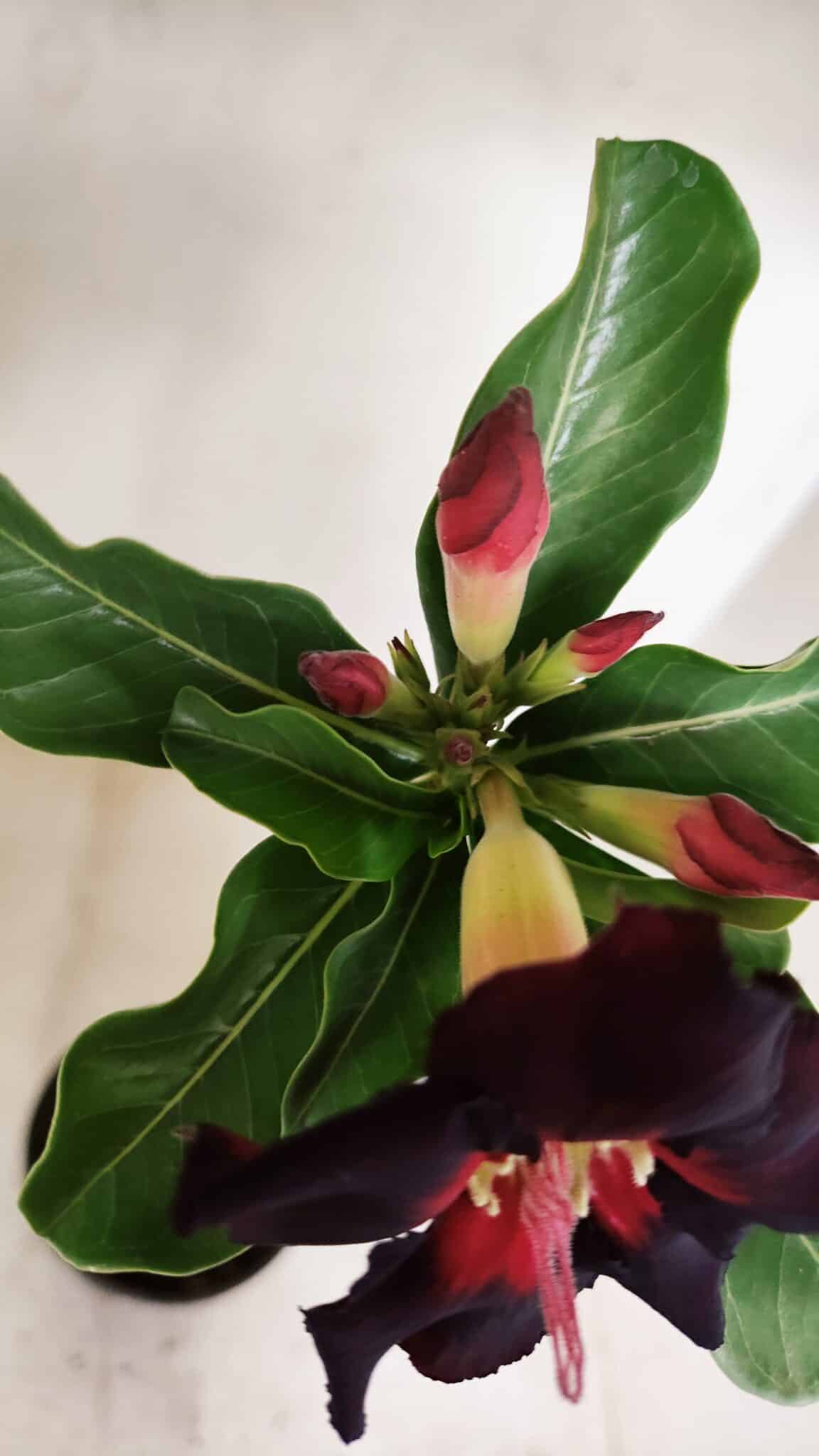 Planta Simples 3229 – 35cm – 03 anos - foto 4