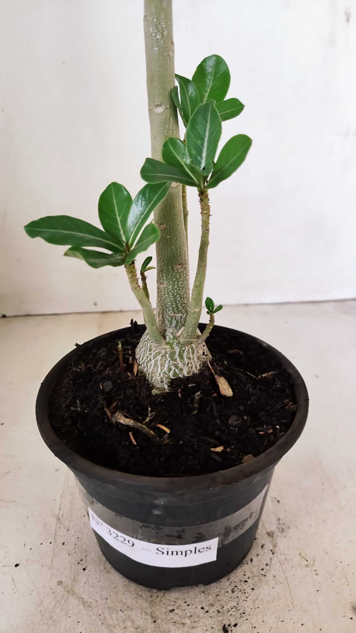 Planta Simples 3229 – 35cm – 03 anos - foto 5