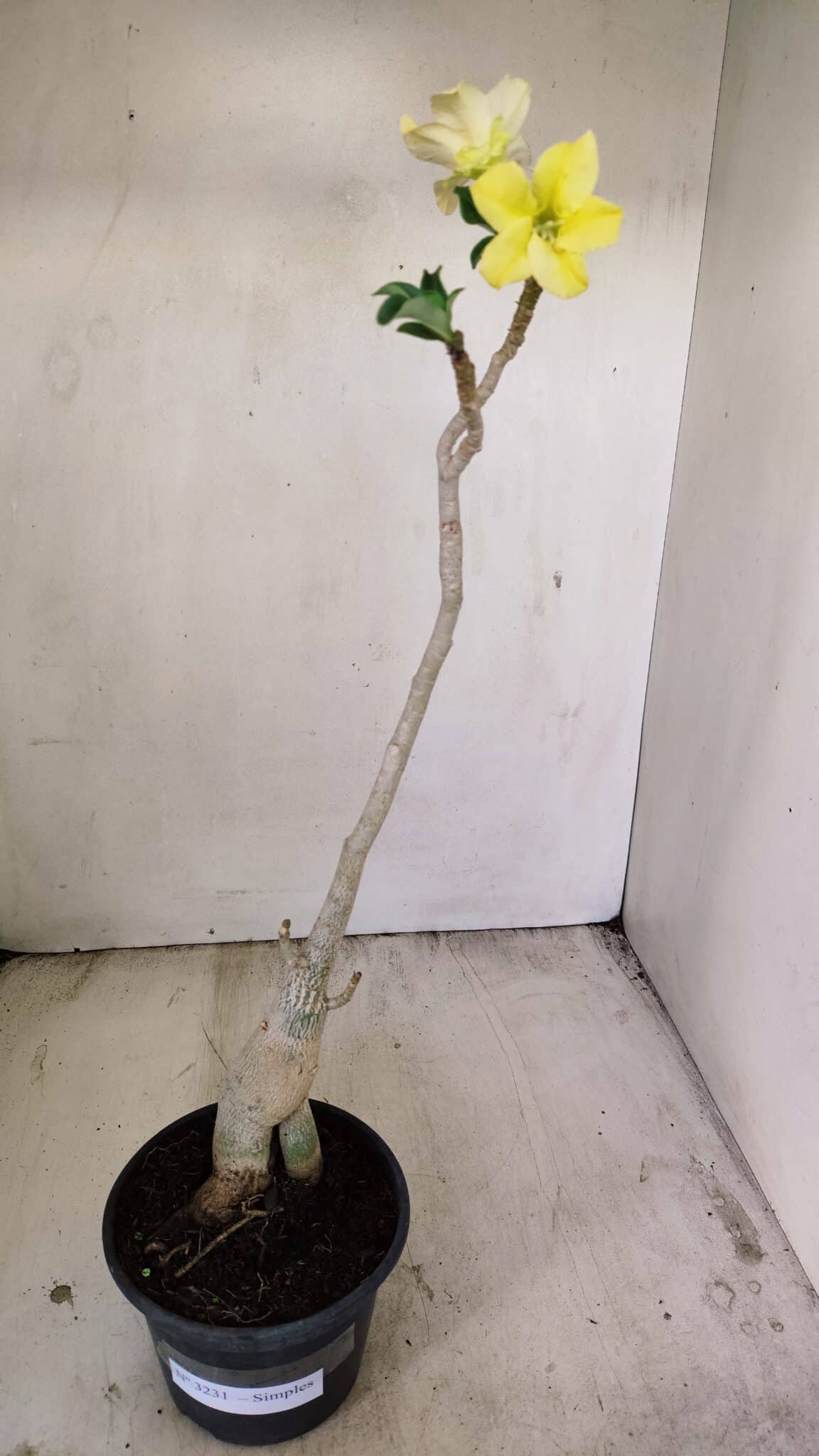 Planta Simples 3231 – 35cm – 03 anos - foto 2