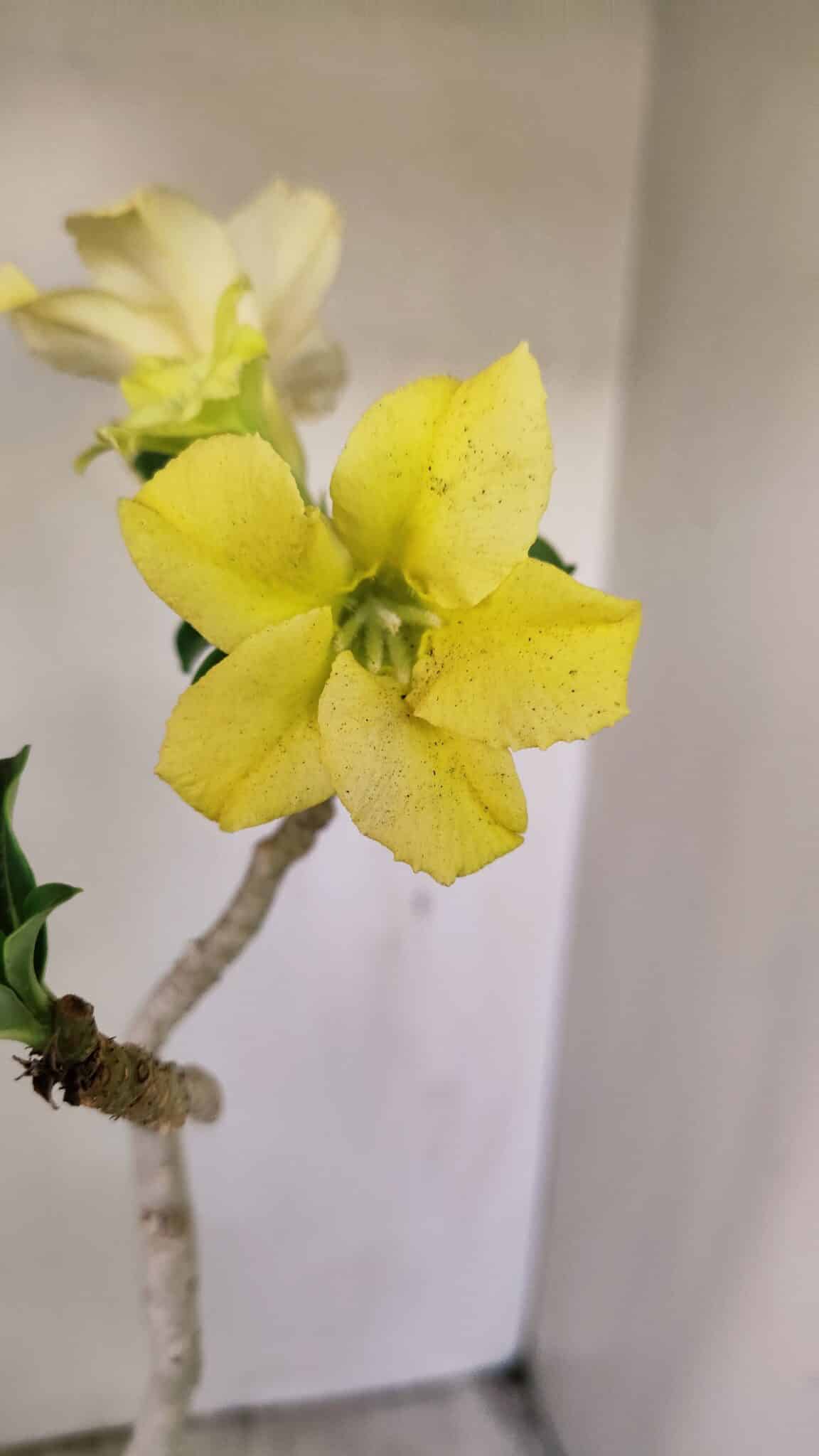 Planta Simples 3231 – 35cm – 03 anos - foto 3