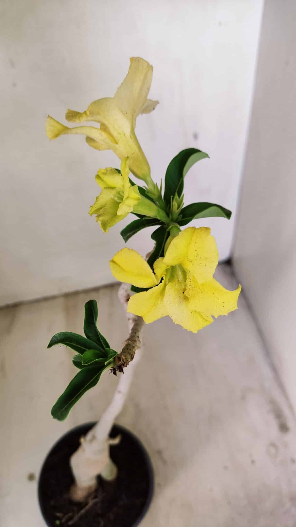 Planta Simples 3231 – 35cm – 03 anos - foto 4