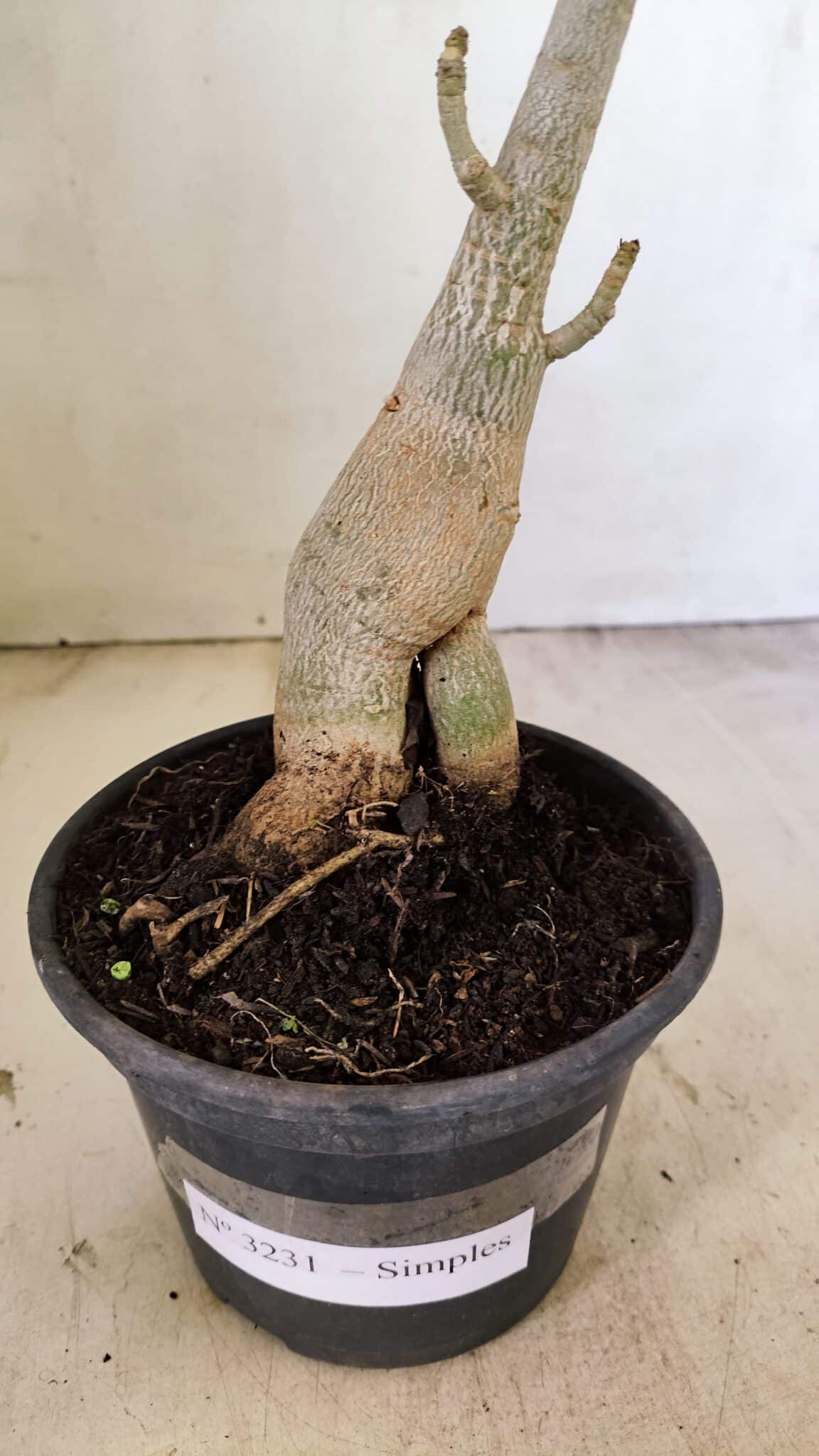 Planta Simples 3231 – 35cm – 03 anos - foto 6