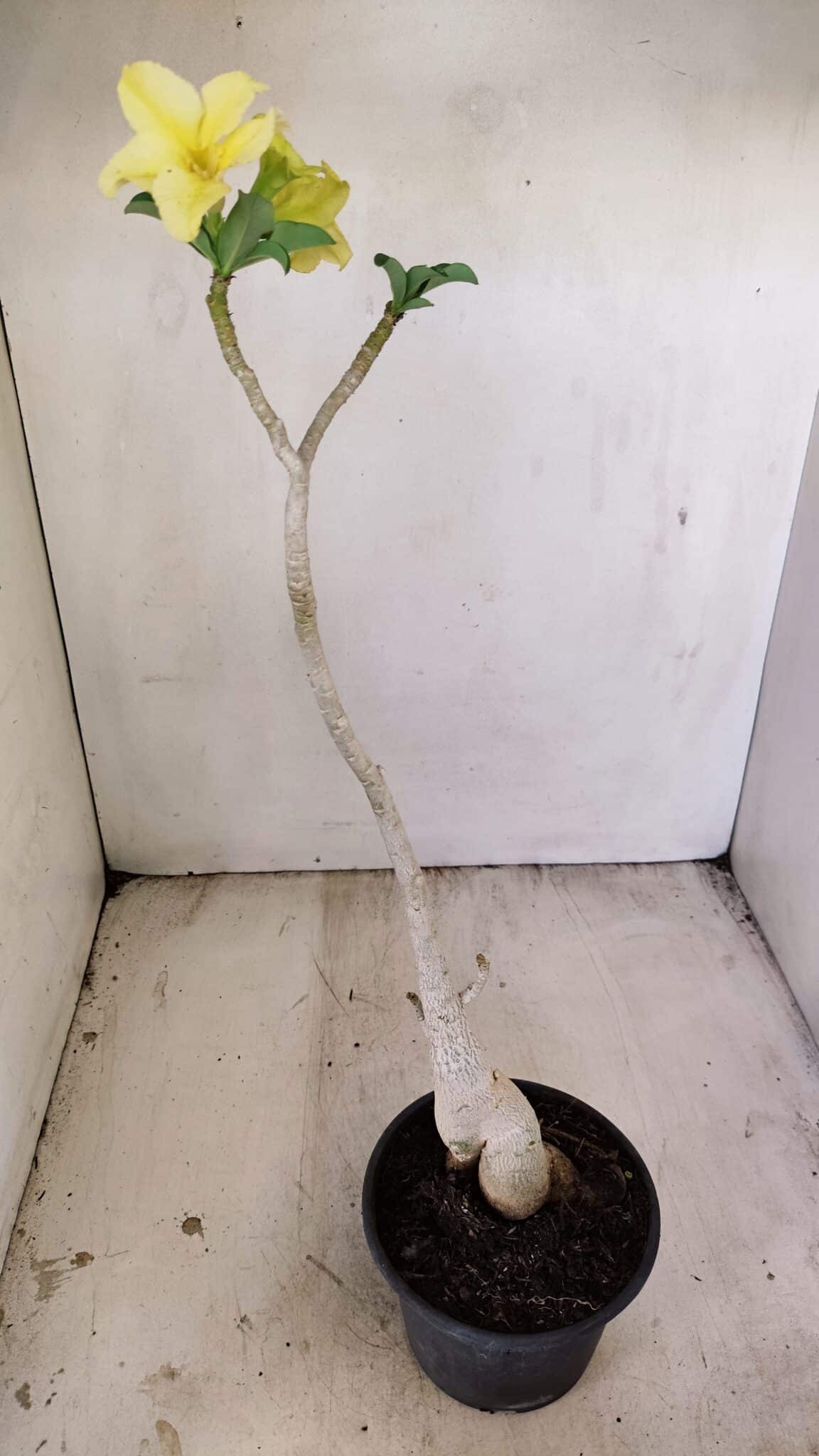 Planta Simples 3231 – 35cm – 03 anos - foto 5