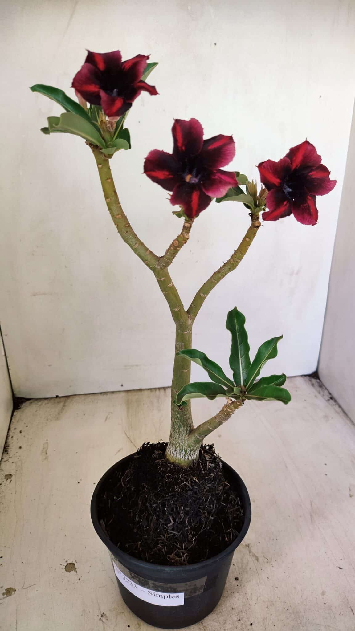 Planta Simples 3233 – 35cm – 03 anos - foto 2