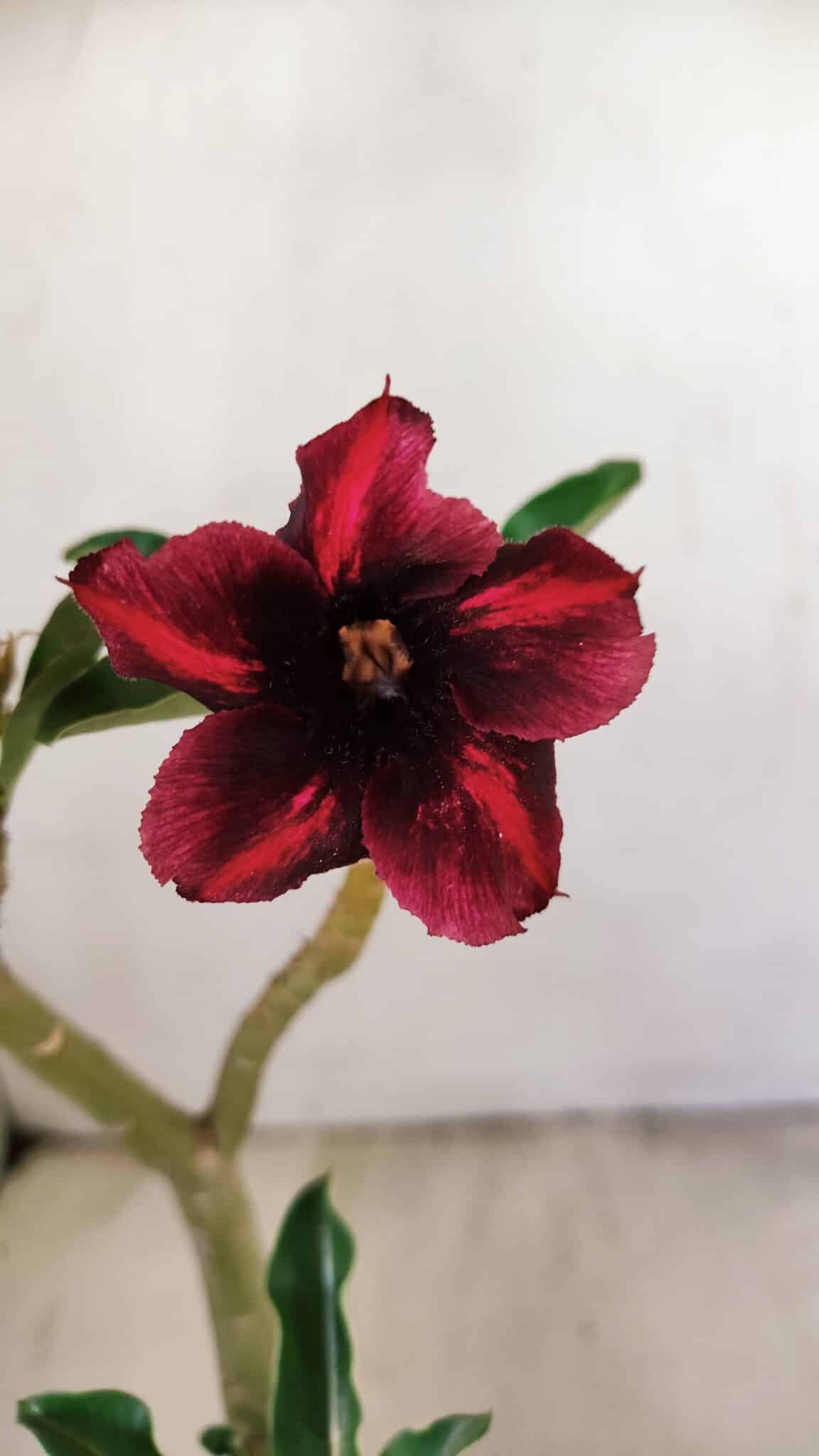 Planta Simples 3233 – 35cm – 03 anos - foto 3