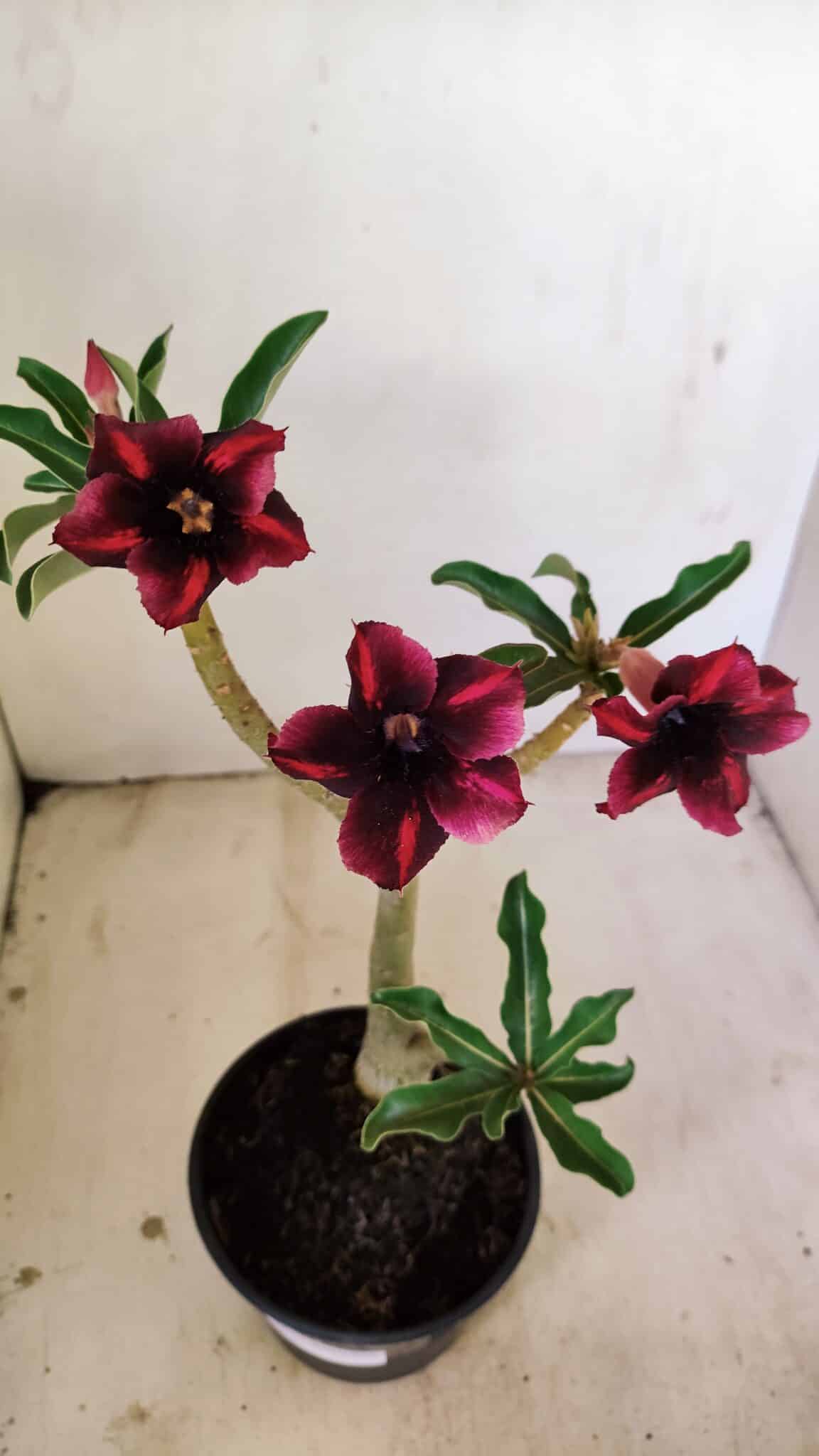Planta Simples 3233 – 35cm – 03 anos - foto 4